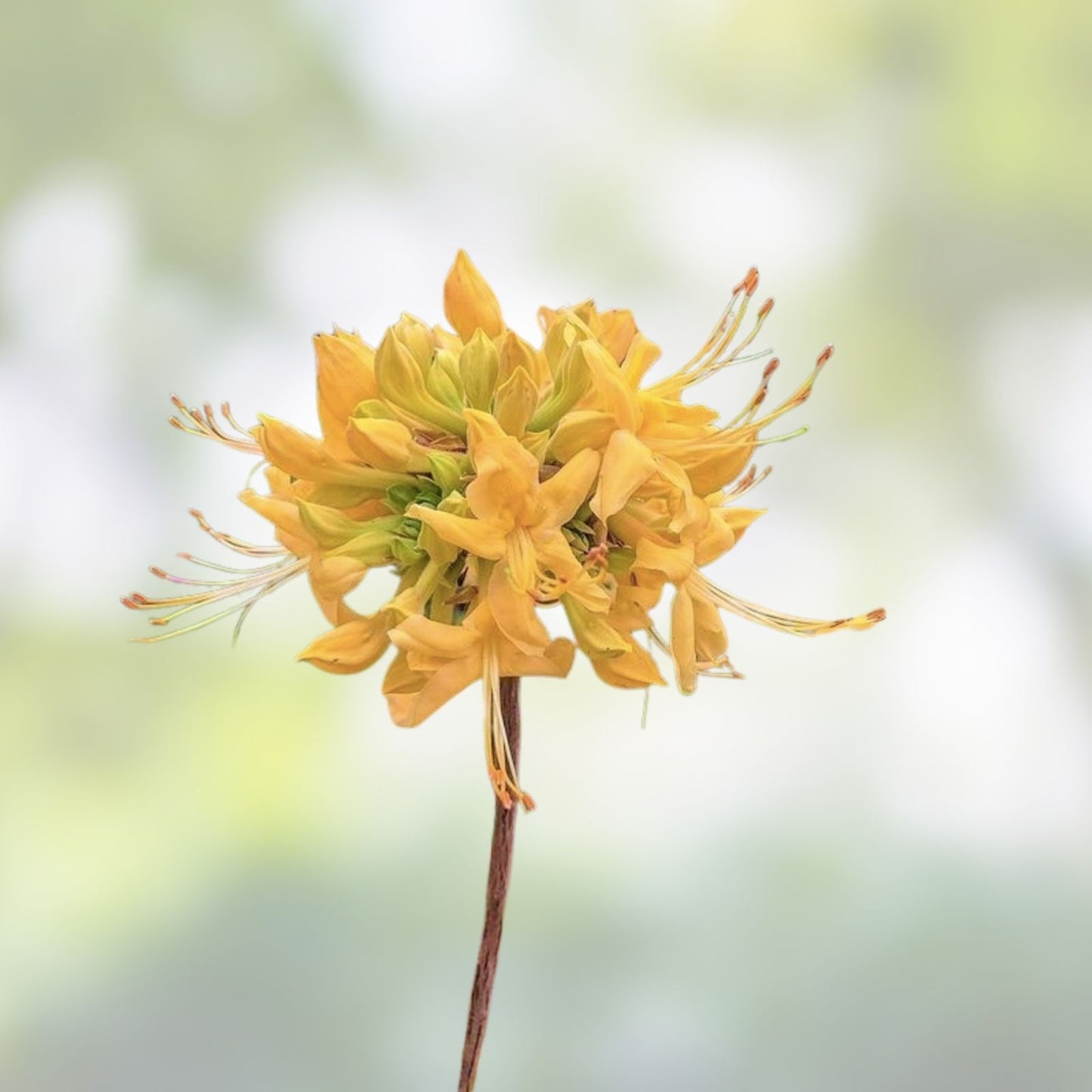 Aromi Azalea Starter Plant - Appalachian Gold Rhododendron, Deciduous, Small Size, Vibrant Yellow Blooms