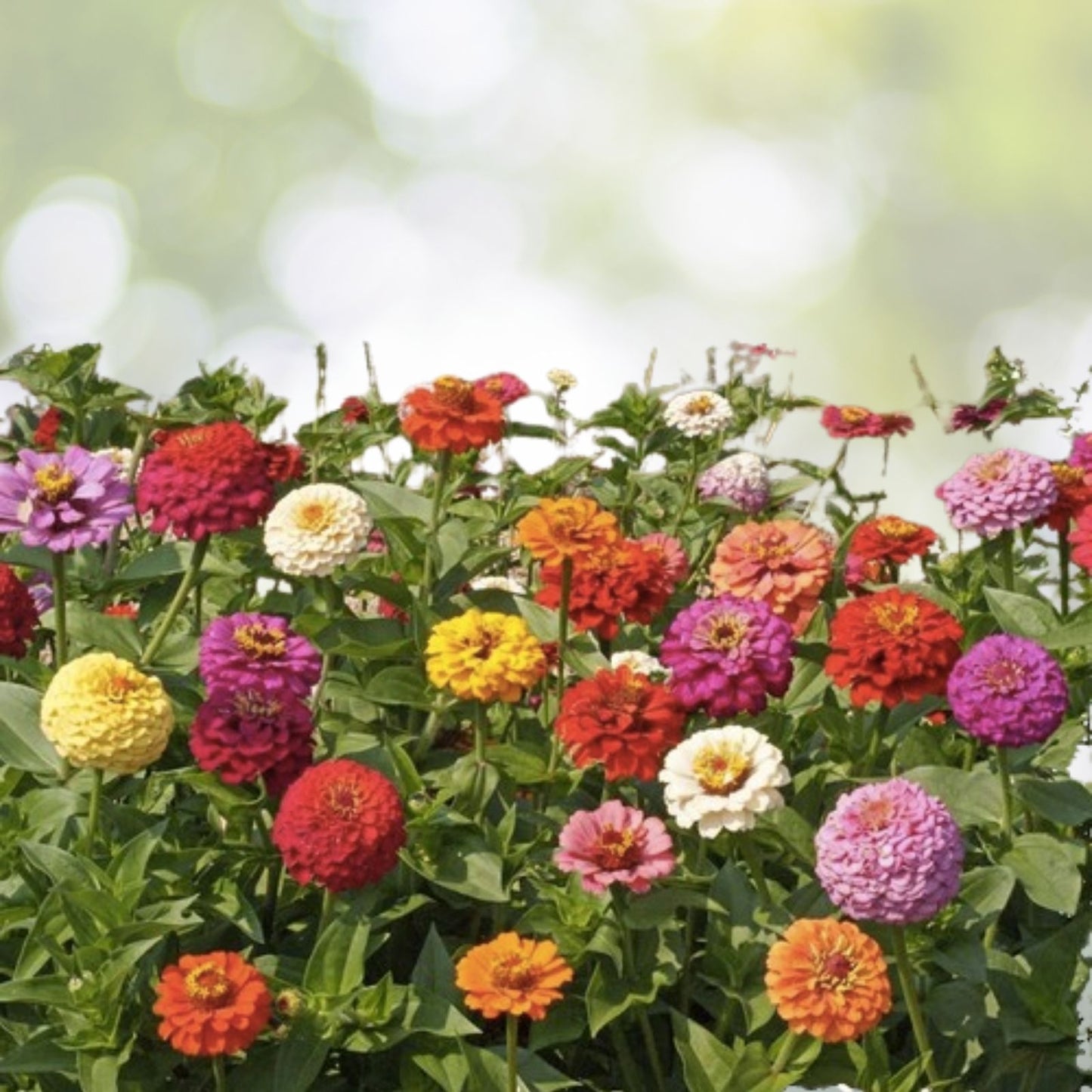 Dahlia Flowered Mix Seeds - 100+ Multicolor Wildflower Zinnia Seeds - Fresh USA Quality