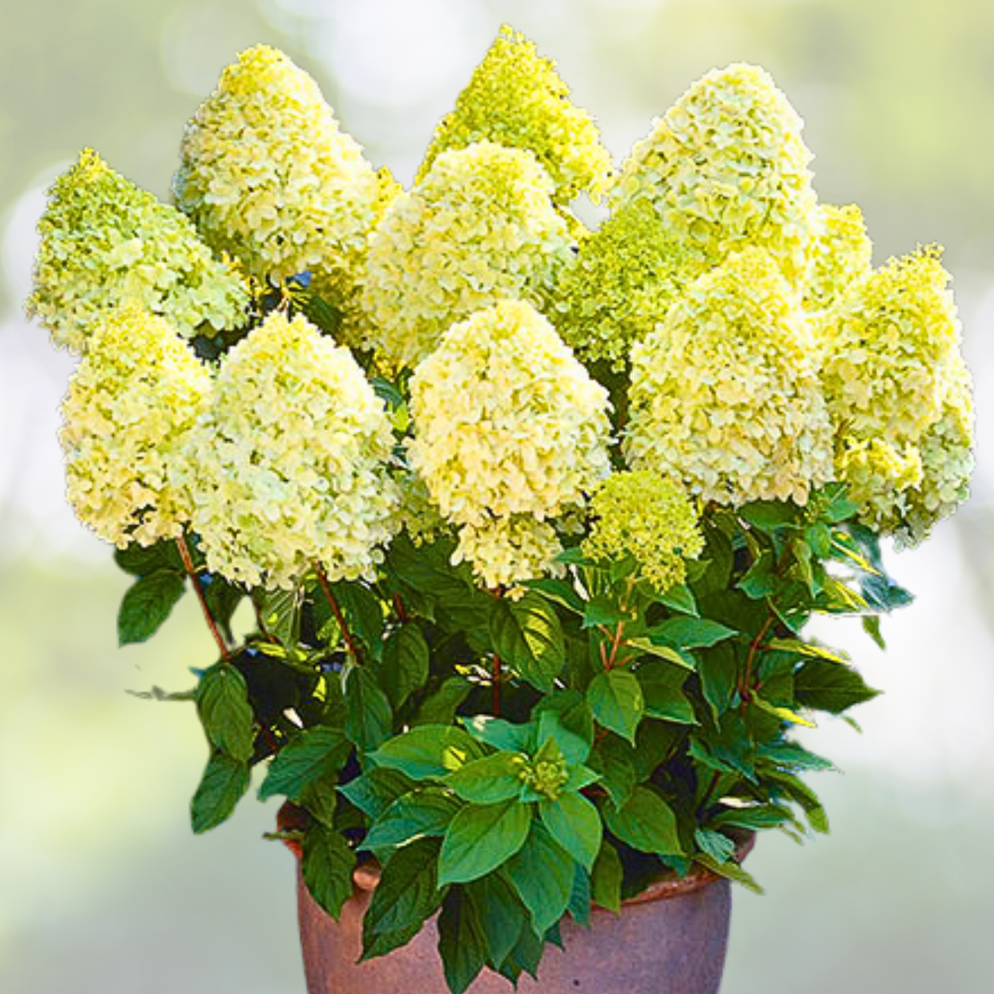Hydrangea Plant - 5-7 Inch Limelight Variety - Hydrangea paniculata 'Limelight'