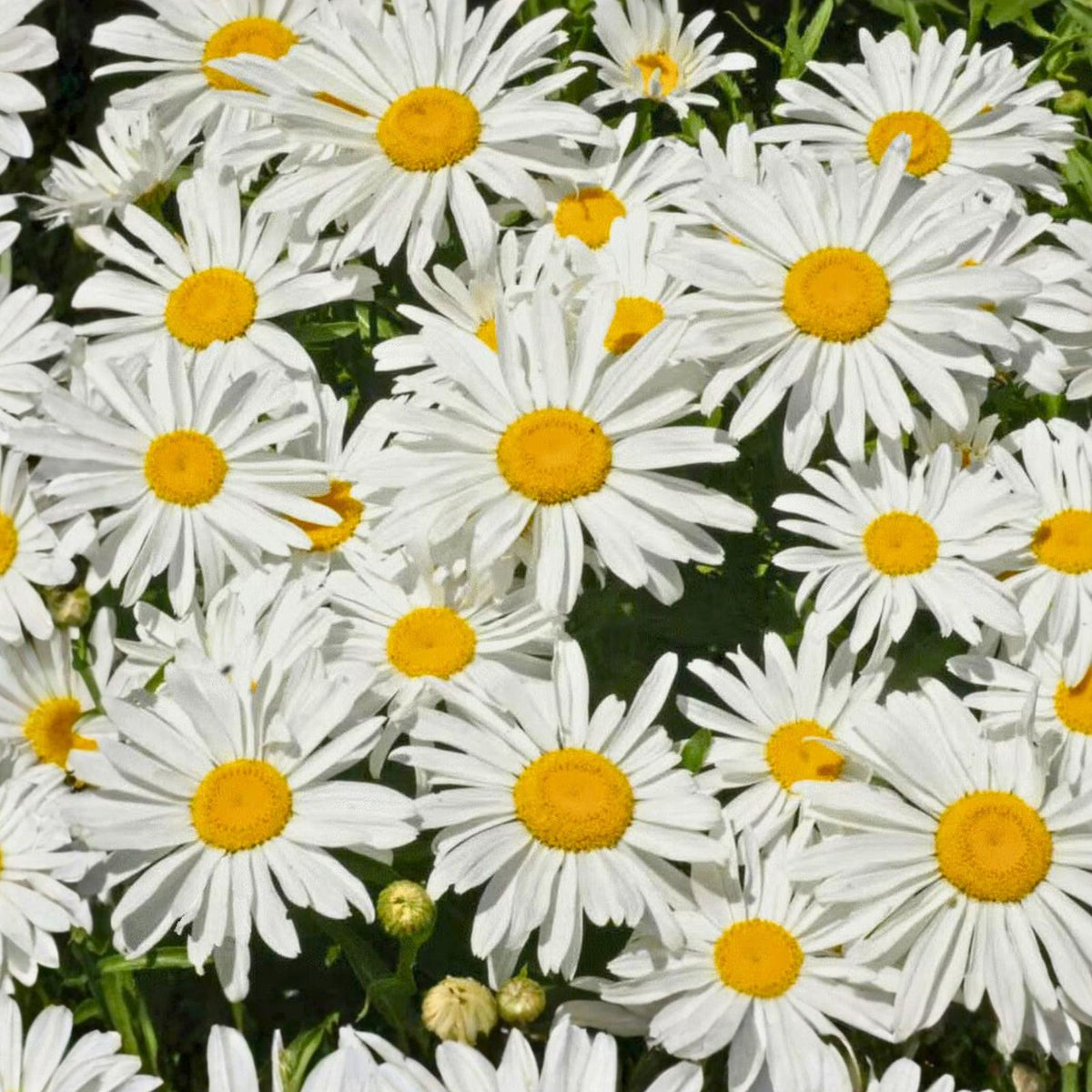 Shasta Daisy Seeds 25+ Bright White and Yellow Flowers Leucanthemum × superbum Garden Flower Seeds