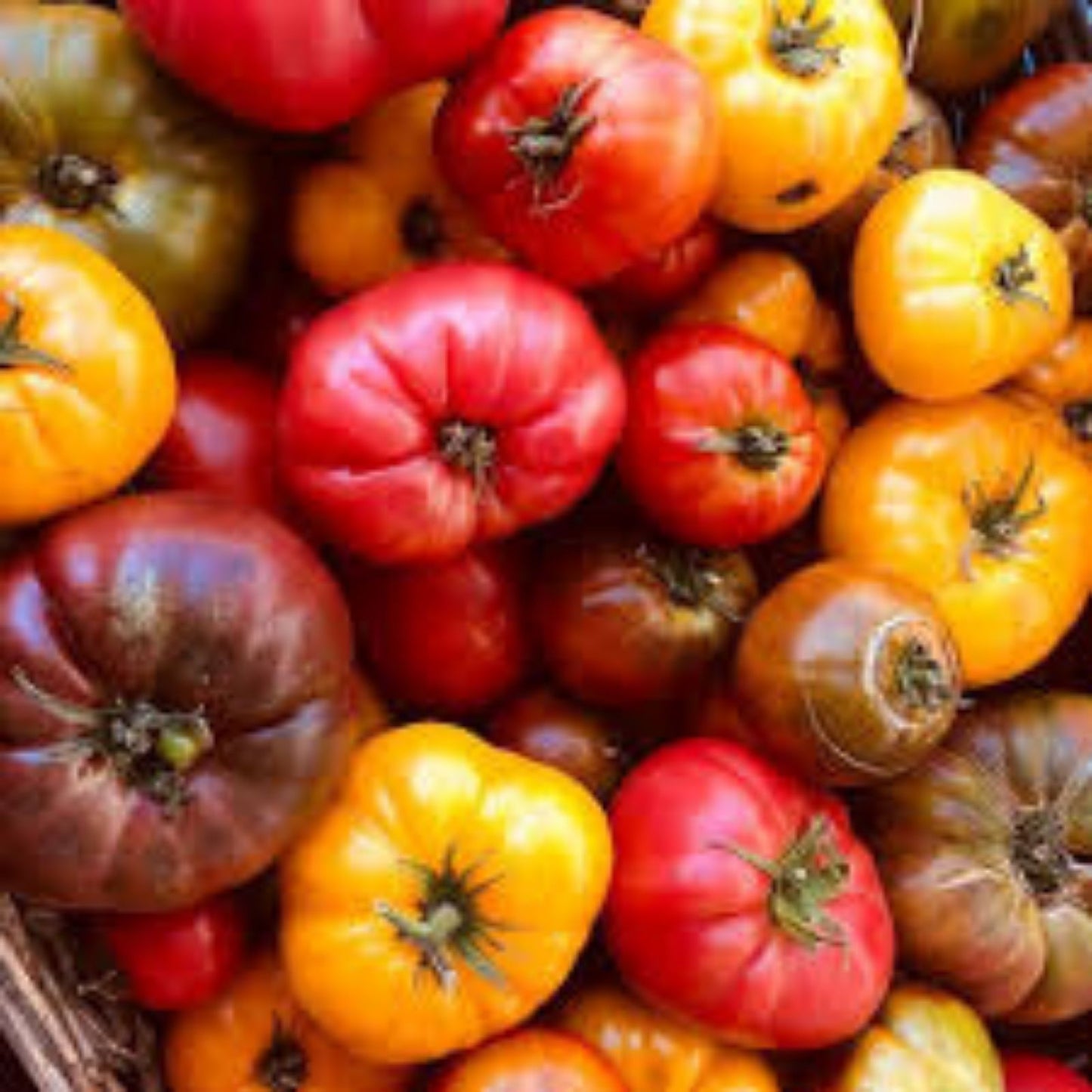 Fruit Seeds for Planting – Assorted Organic Heirloom Non-GMO Tomato & Pepper Seeds (Solanum lycopersicum, Capsicum spp.)