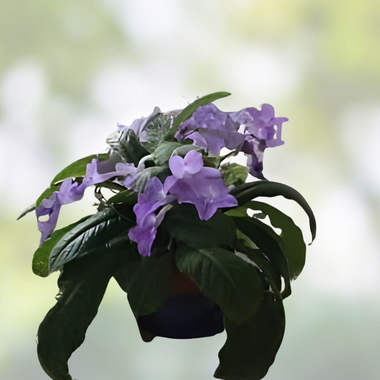 African Violet Leaf Cutting - Light Pink Double Blooms - Saintpaulia ionantha 'Ian Minuet' - Houseplant Propagation