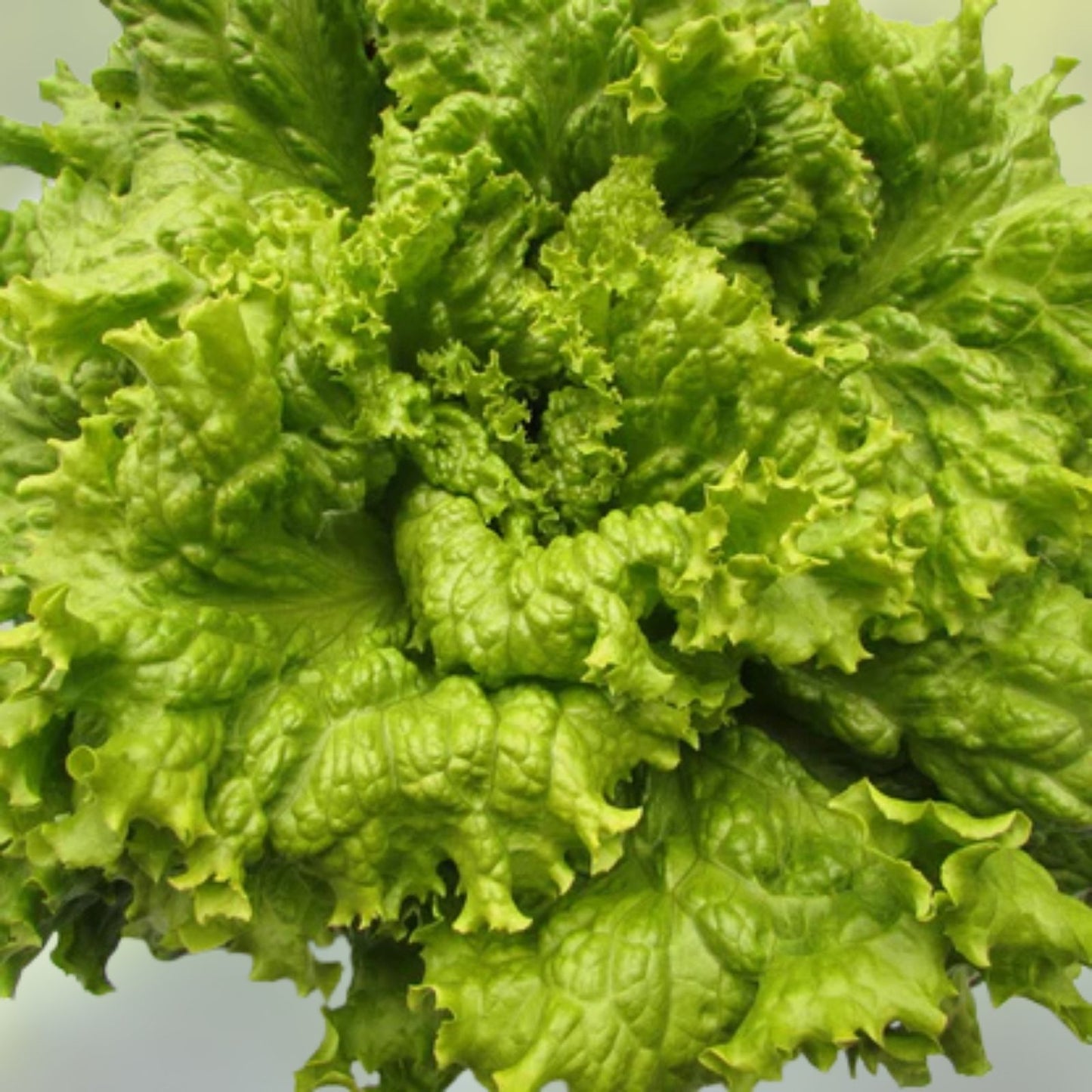 Leaf Lettuce Seeds - Simpson BS Heirloom Non-GMO 100 Seeds for Home Gardening, Salad Greens, Organic, Fast-Growing, Easy to Grow