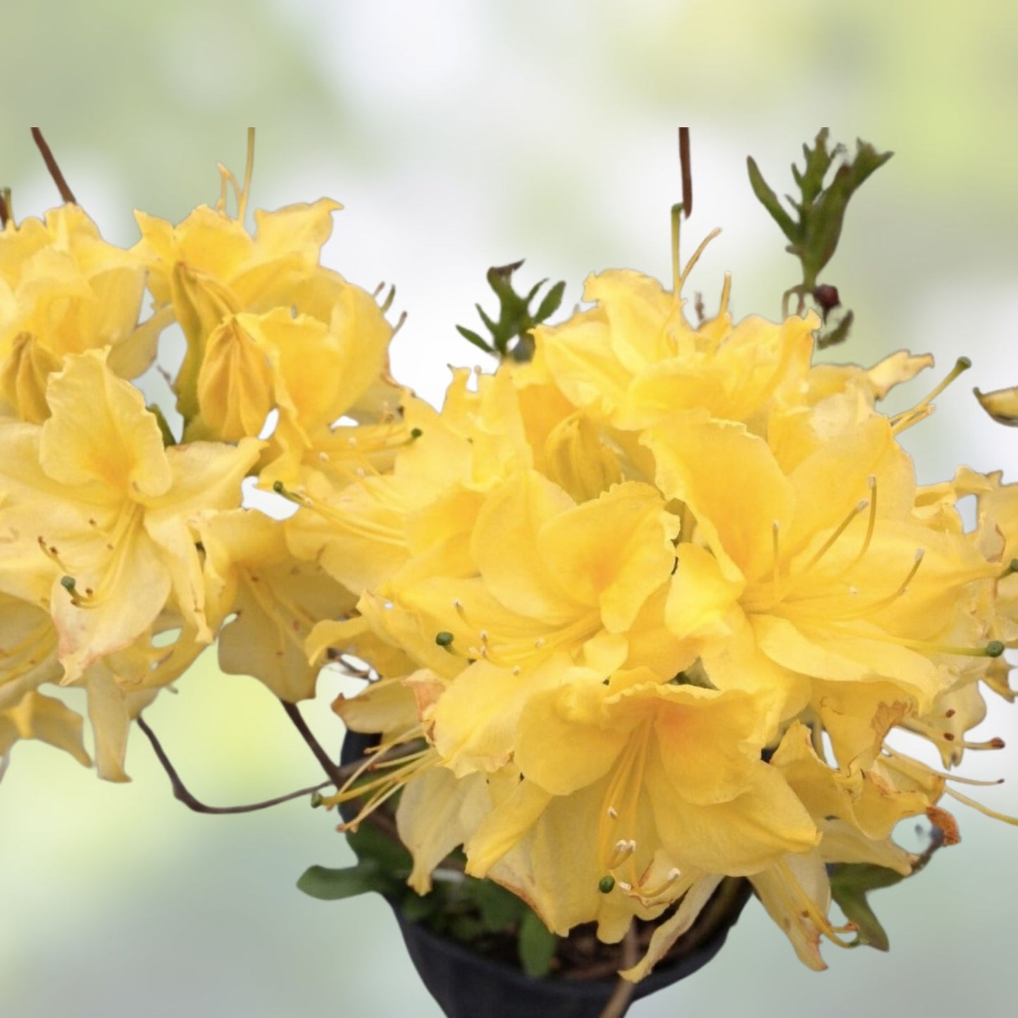 Aromi Azalea Starter Plant Lemon Lights Rhododendron Hybrid Garden Flower Shrub