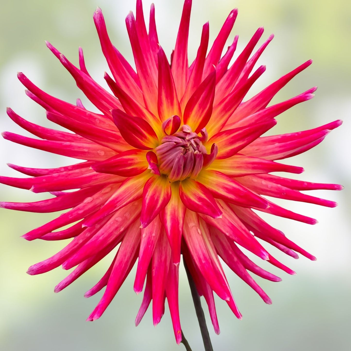 Dahlia Plant 4" Live Flowering Dahlia 'Bora Bora' Pink Red Yellow Garden Bulb Plant