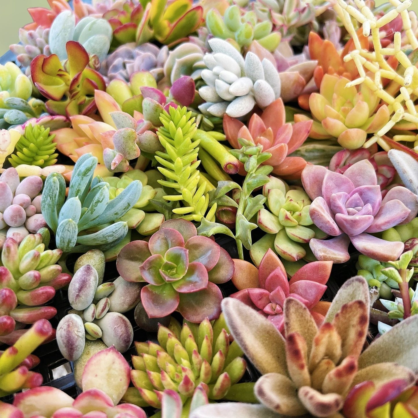 Assorted Succulent Cuttings - 6 Varieties for DIY Projects - Echeveria, Sedum, and More - Live Plant Clippings