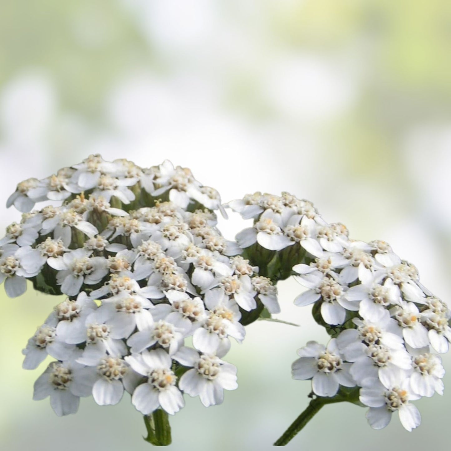 White Yarrow Seeds - 500 Organic Achillea millefolium Seeds for Garden, Wildflower, Perennial, USA Grown, Free Shipping