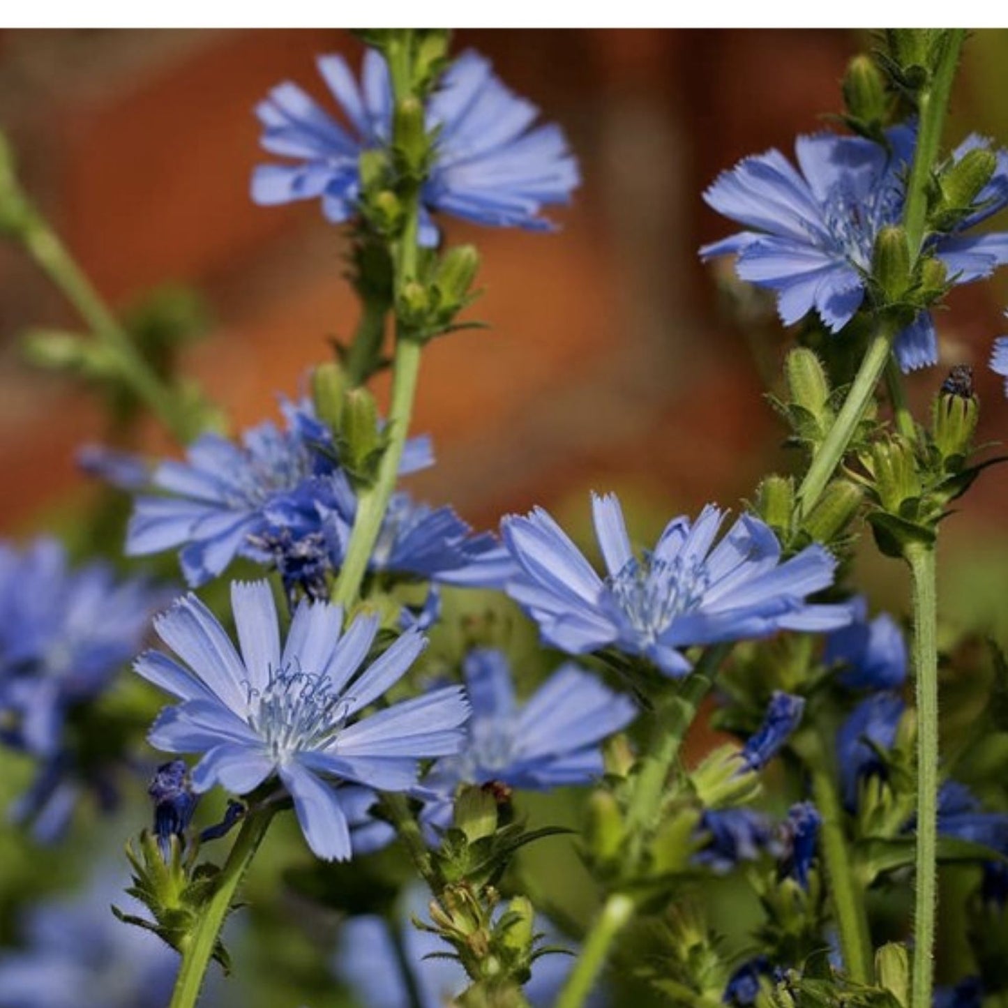 Wildflower Seeds for Planting - 1,000 Seeds - Chickroy Variety - Wildlife Food Pollinator Friendly Seed Mix