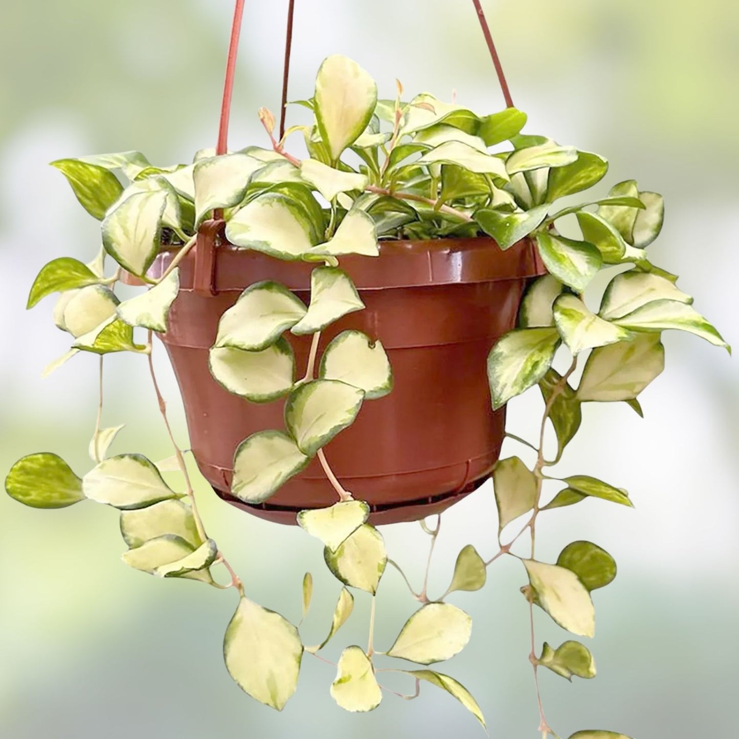 Hoya Heuschkeliana Cutting - Live Trailing Houseplant - Indoor Tropical Vine - Easy Care Plant - Hoya Plant