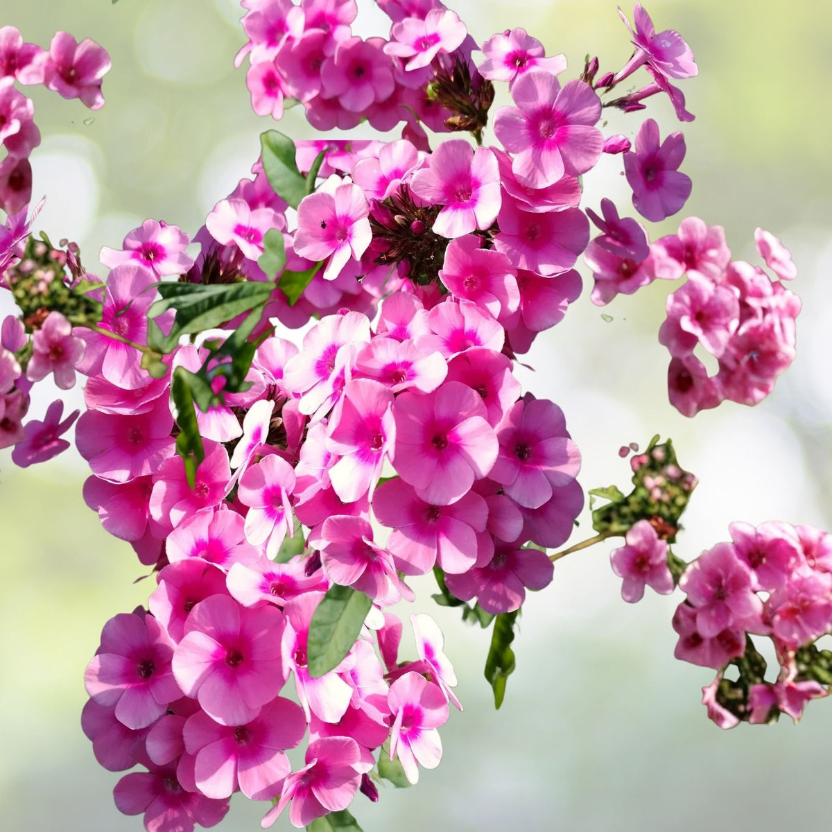 Phlox Seeds 125 Count Bold Stripe Annual Garden Flower Seeds Phlox paniculata