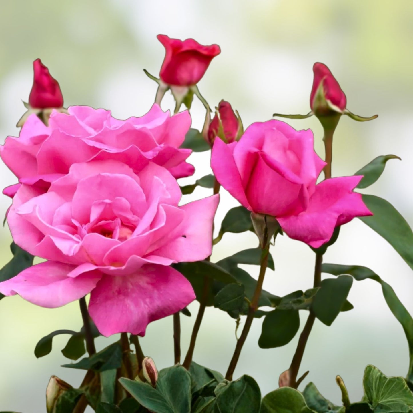 Pink Perfume Delight Rose Bush - 1-2' Live Plant - Fragrant AARS Winner - Rosa 'Perfume Delight'