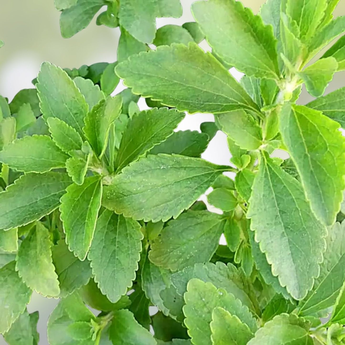 Stevia Herb Plant Seeds 250 Pack | Natural Sweetleaf Stevia Rebaudiana | Non-GMO, Organic, Sweetener Plant Seeds
