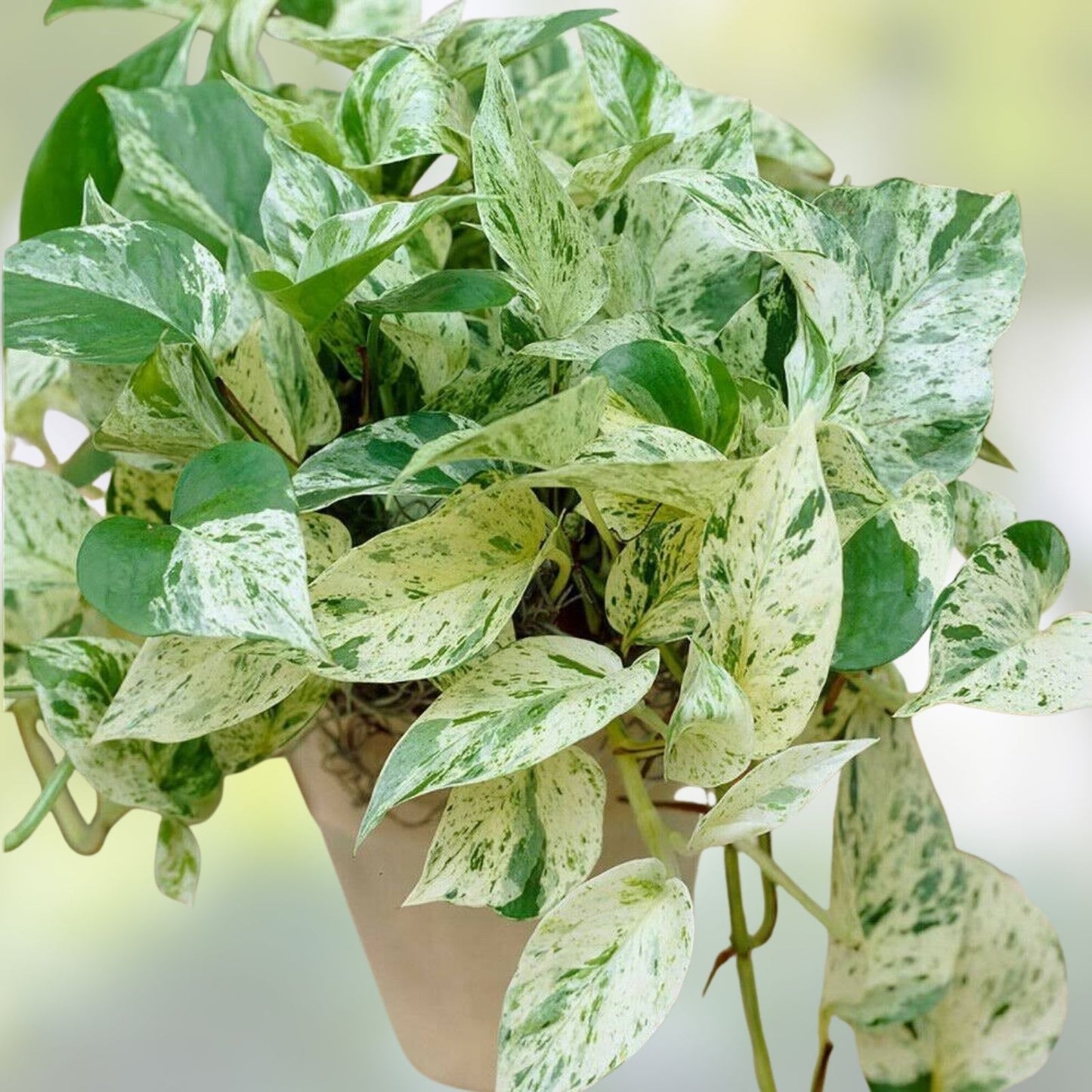 Pothos Ivy Cuttings Combo 6 Pack – Marble Queen, Brazil, N'Joy – Indoor Houseplants for Home Décor