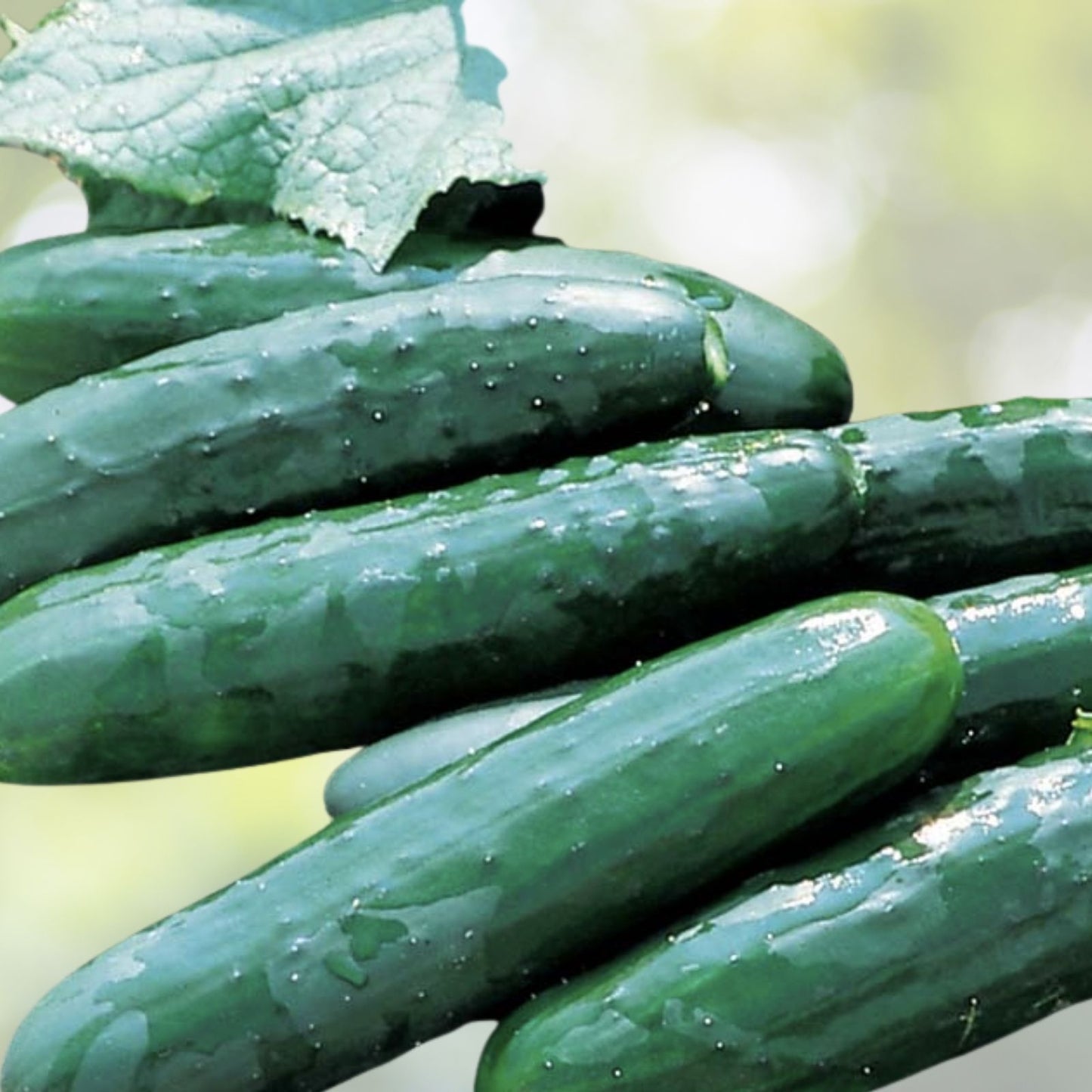 Cucumber Seeds 25+ Count Marketmore Variety Fresh Garden Seeds USA - Heirloom Cucumbers for Home Gardening