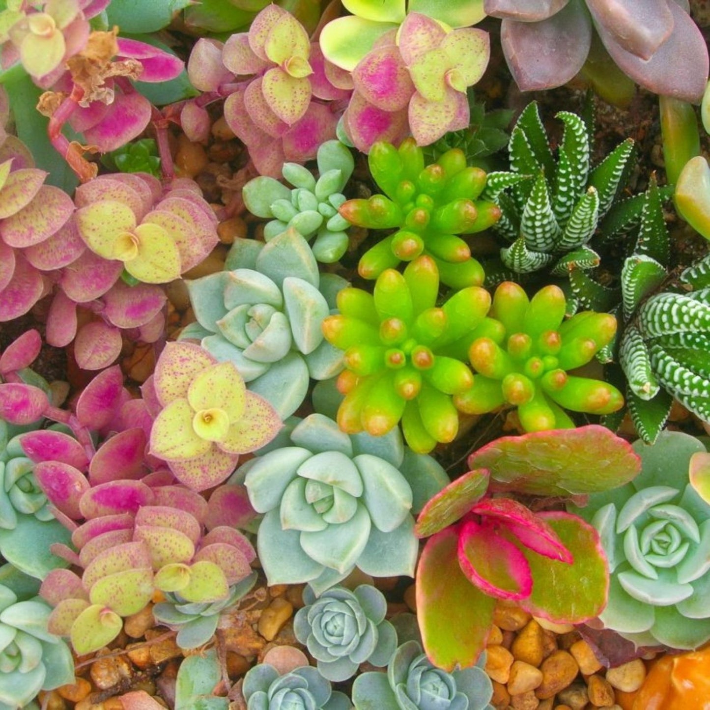 Succulent Cuttings 15 Colorful Varieties for Planting & Arrangements - Healthy Succulent Plants - Multiple Species Available