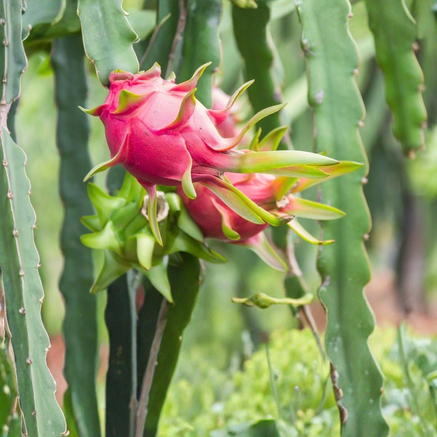Grap Pop Dragon Fruit Cutting 8-12 Inches | Hylocereus undatus | Edible Cactus Plant for Gardening and Landscaping