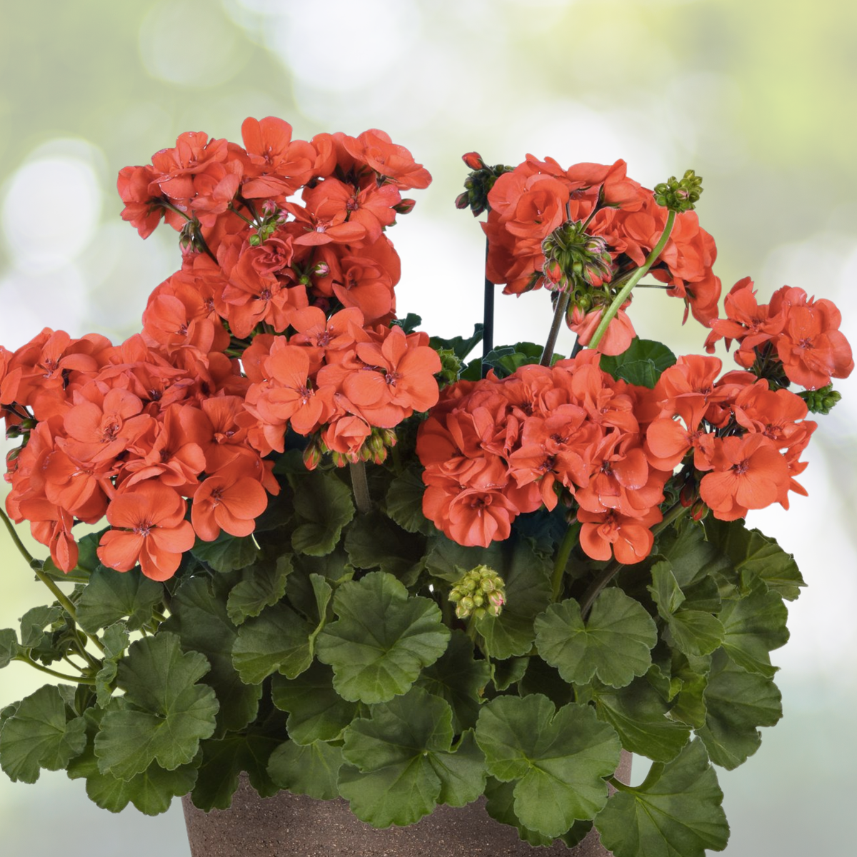 Geranium Cuttings 5x6" Hardy Fragrant Red Orange Pelargonium hortorum for Planting and Gardening