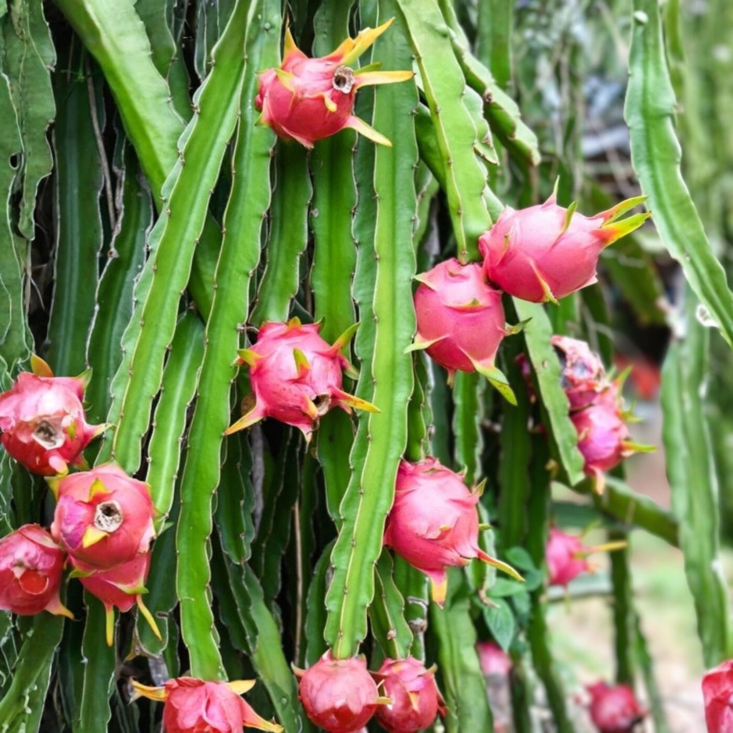 Australian Dragon Fruit Cutting 8-10" Red Flesh Hylocereus costaricensis | Edible Cactus Plant for Gardening