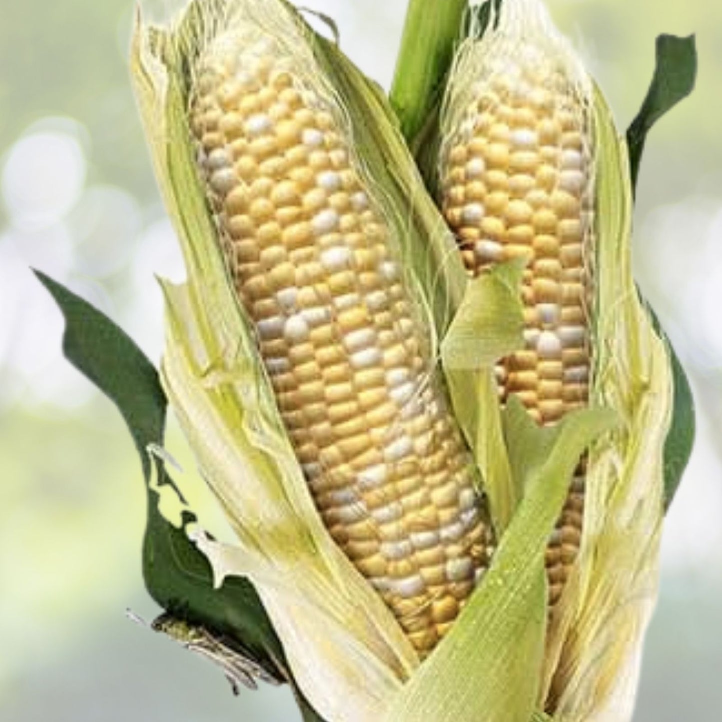 Sweet Corn Seeds - 15+ Peaches and Cream Hybrid Bicolor - Full Season Crop - Zea mays