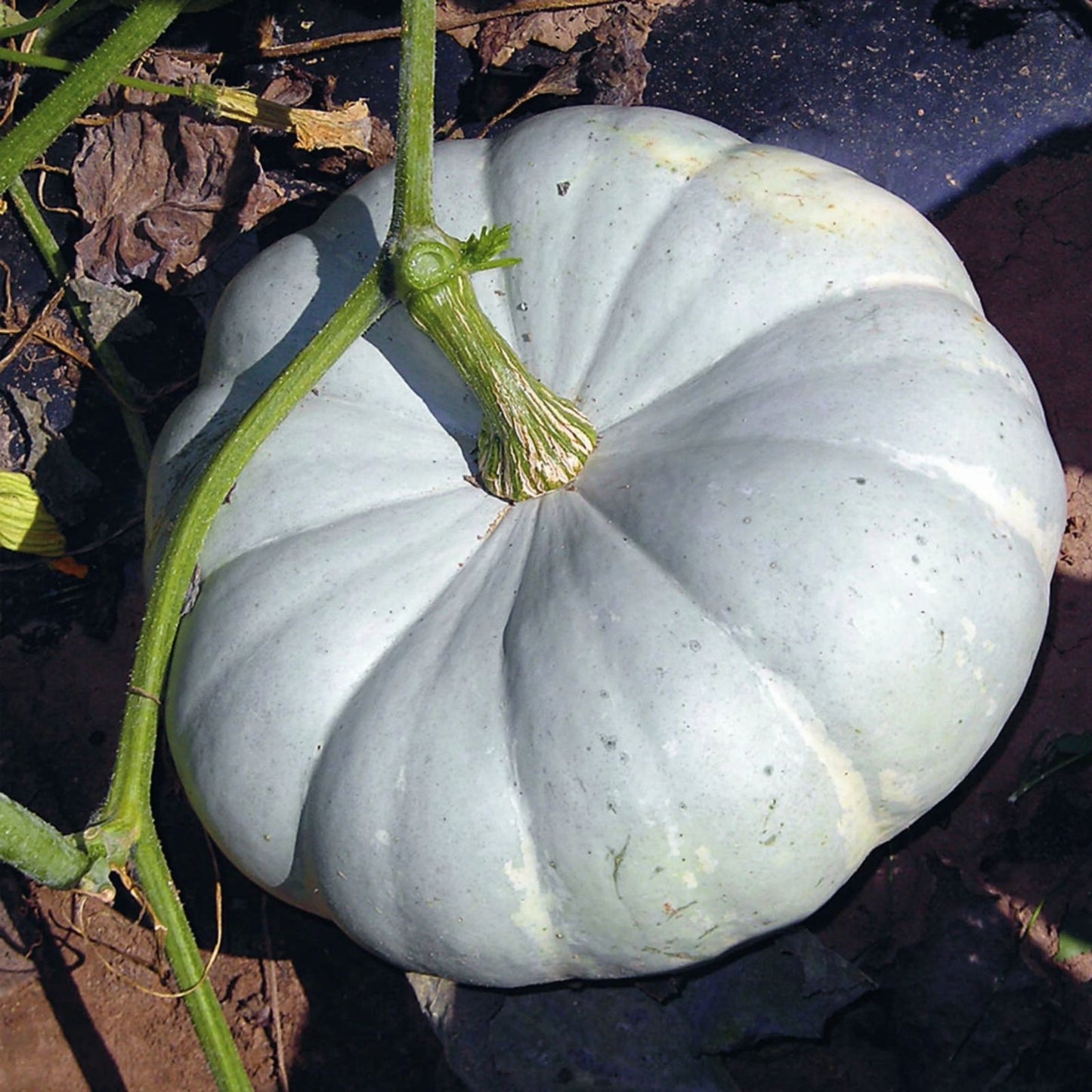Silver Moon Pumpkin Seeds 10 Organic Cucurbita pepo USA Grown Free Shipping