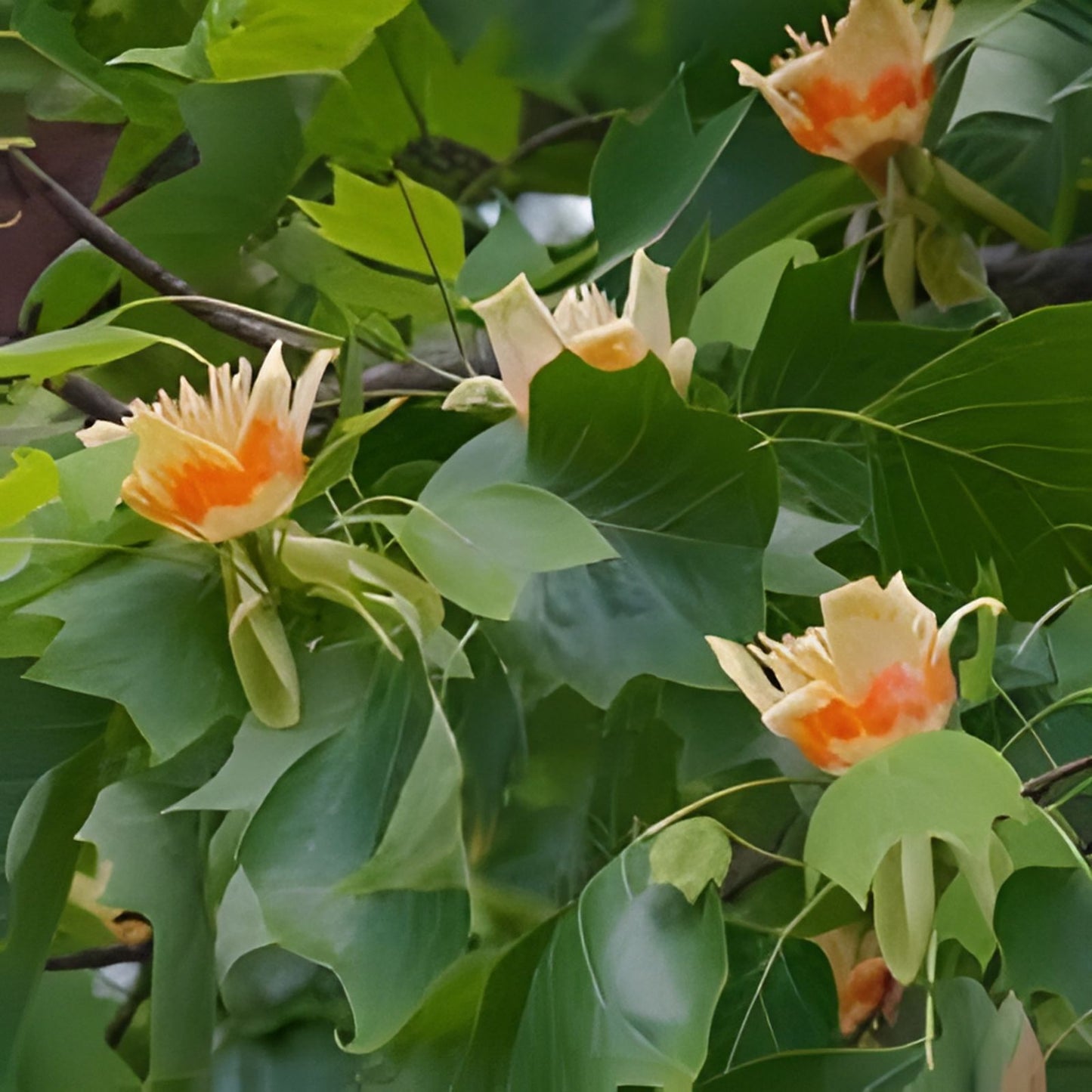 Tulip Poplar Live Tree Plant 16-24 Inches Bare Root Liriodendron tulipifera Deciduous Tree