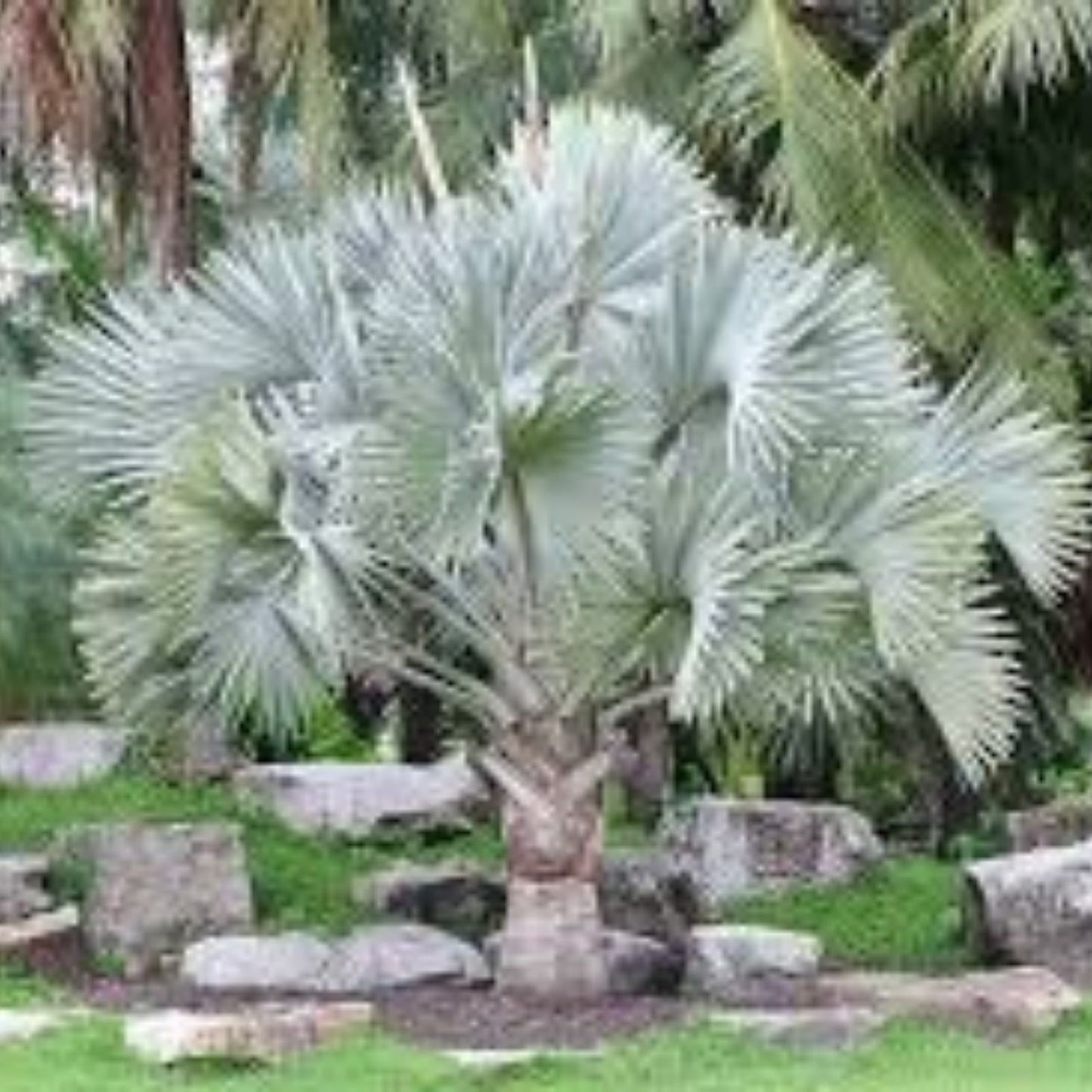 Silver Bismarckia Palm Tree Seeds 5 Pack | Bismarckia Nobilis Tropical Landscaping Garden Plant Seeds