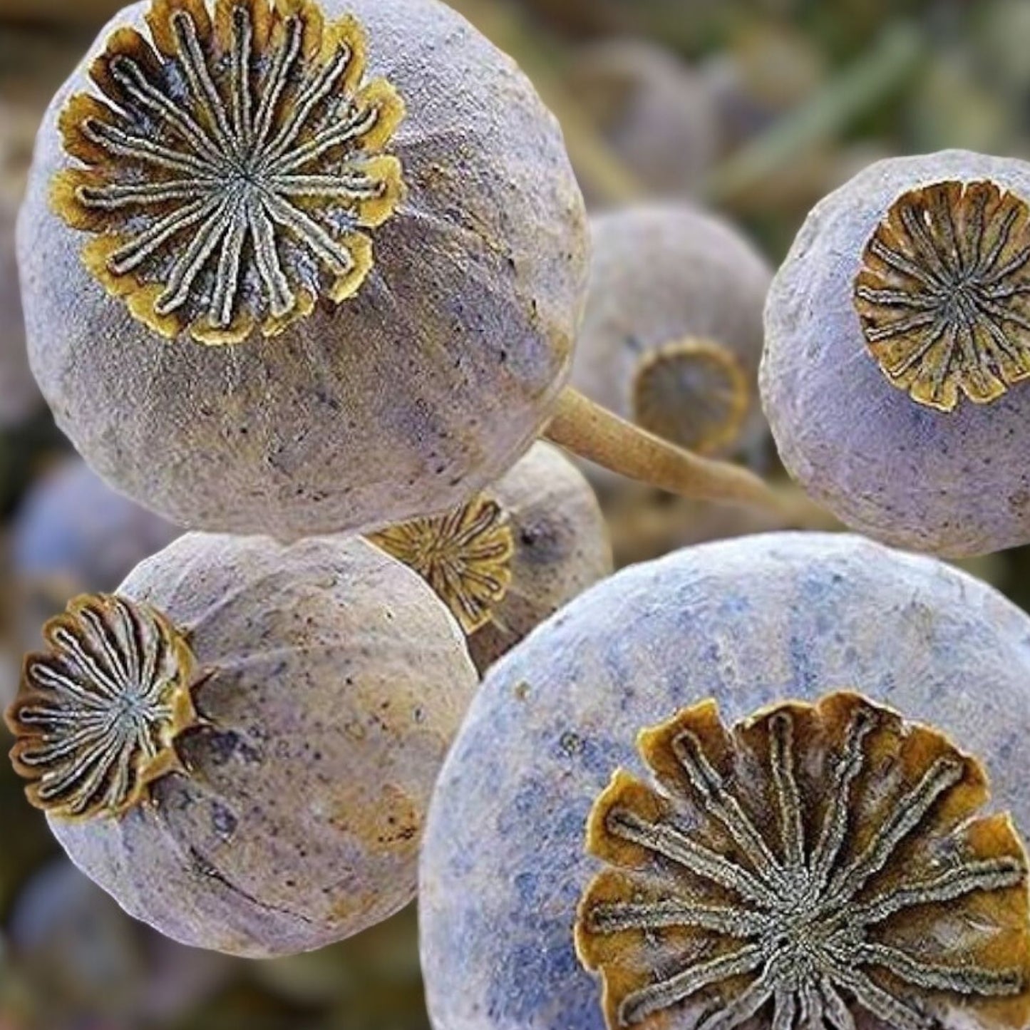 Exotic Poppy Seeds for Planting - Giant Variety, Easy to Grow, Papaver somniferum