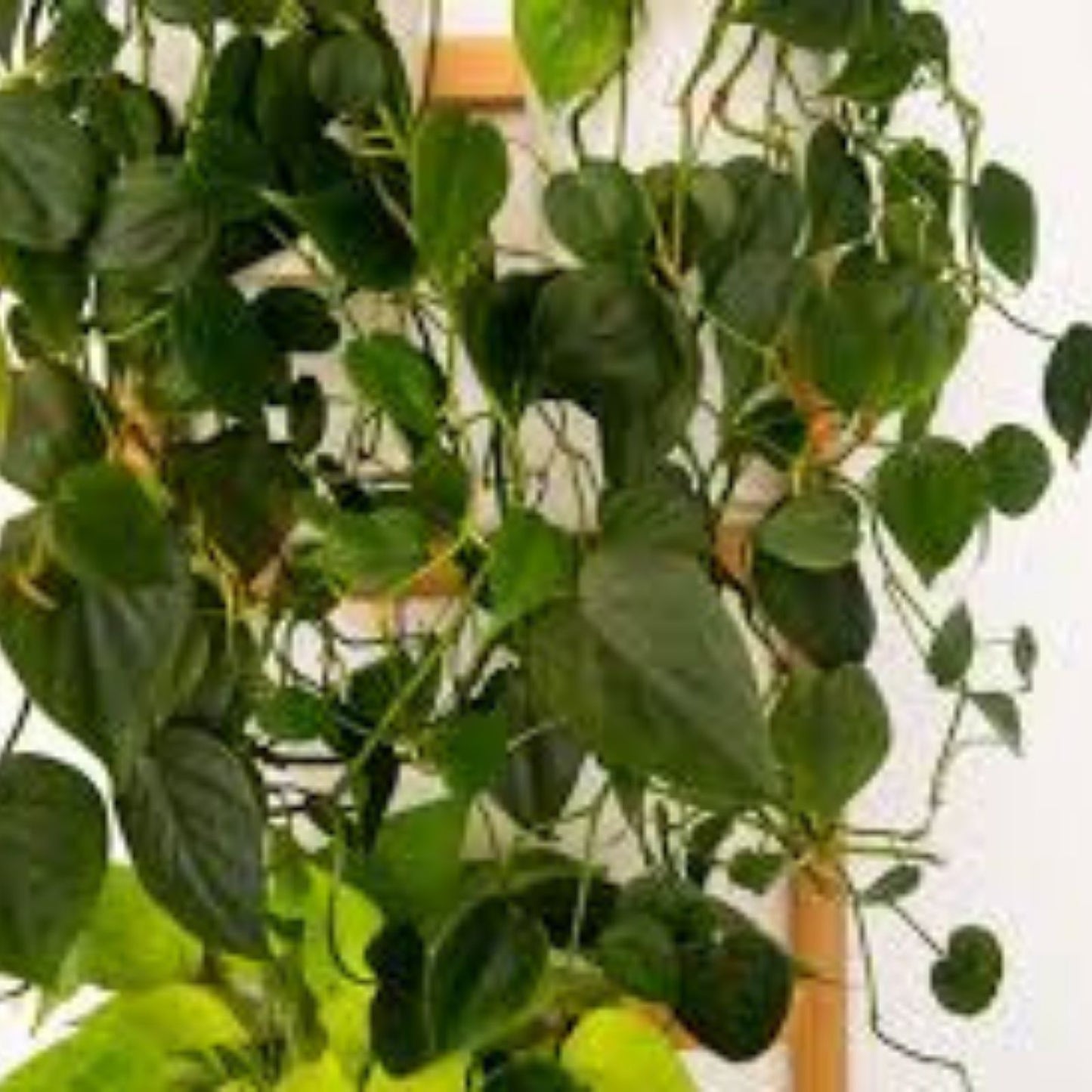 Heart Leaf Philodendron Cuttings - 10 Unrooted Live Plants - Philodendron hederaceum - Indoor Houseplant, Trailing Green Plant