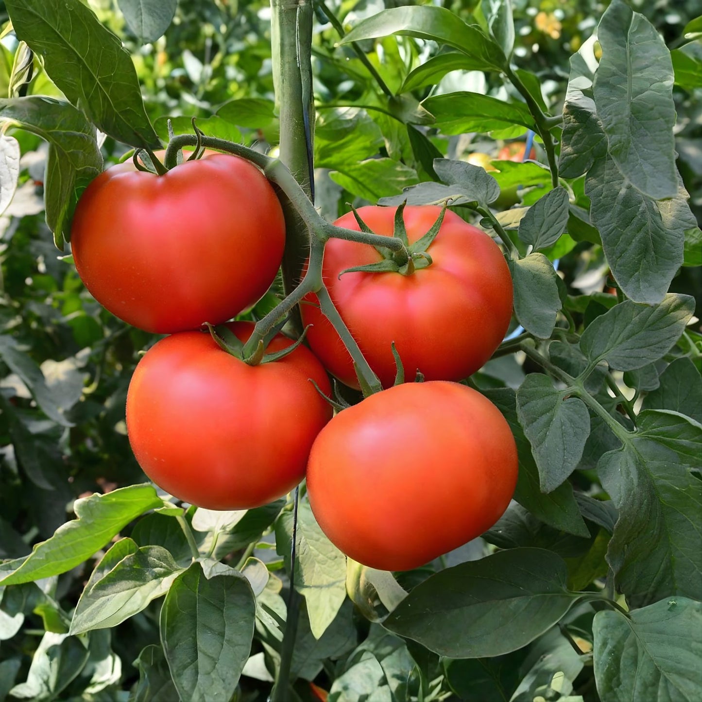 Tomato Seeds 5000 Count Bonny Best Scarlet, Slicing & Canning, High Yield, Solanum lycopersicum