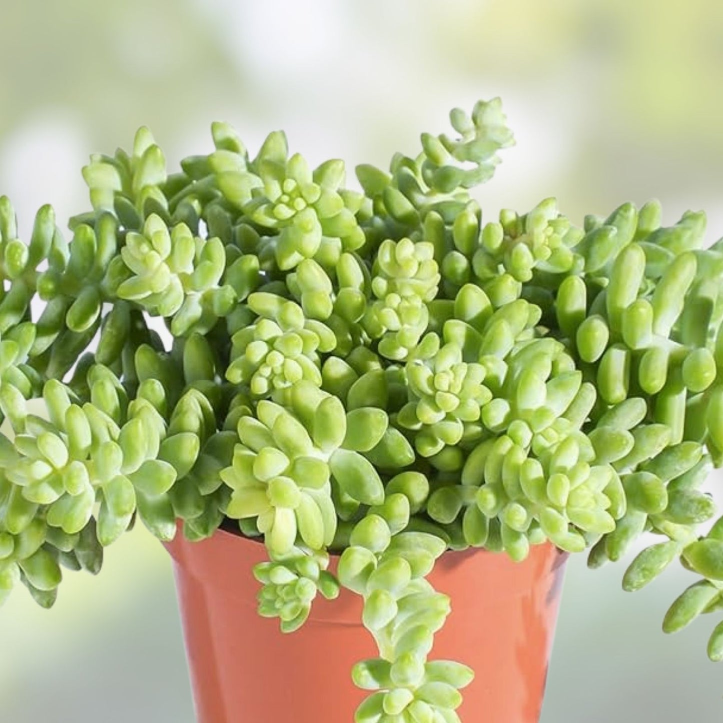 Unrooted 4" Donkey Tail Cutting Sedum Morganianum Hanging Succulent Plant Easy Care Indoor Outdoor Decor