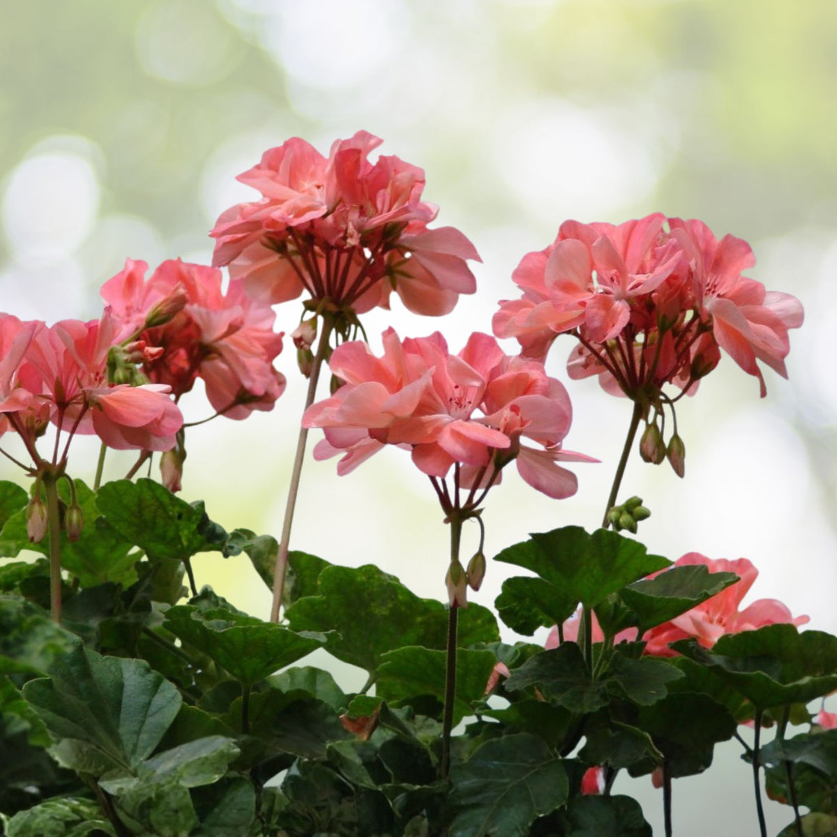 Geranium Live Plant in 3-Inch Pot, Salmon Pink, Pelargonium × hortorum
