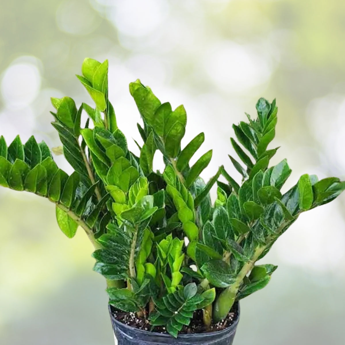 ZZ Plant Starter - 3 in Pot, Zamioculcas zamiifolia, Low Light Indoor Houseplant, Resilient Easy Care Greenery