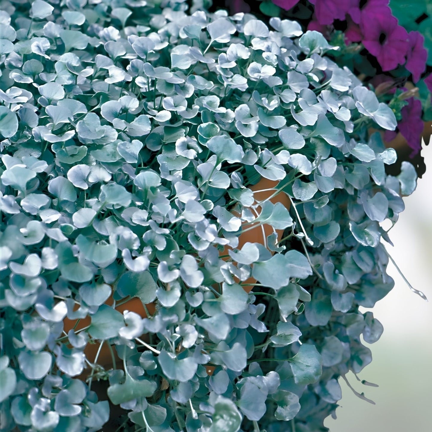 Silver Falls Dichondra Seeds - 10 Seeds - Weeping Ground Cover - Dichondra repens - Low Maintenance, Garden Plant, Landscaping