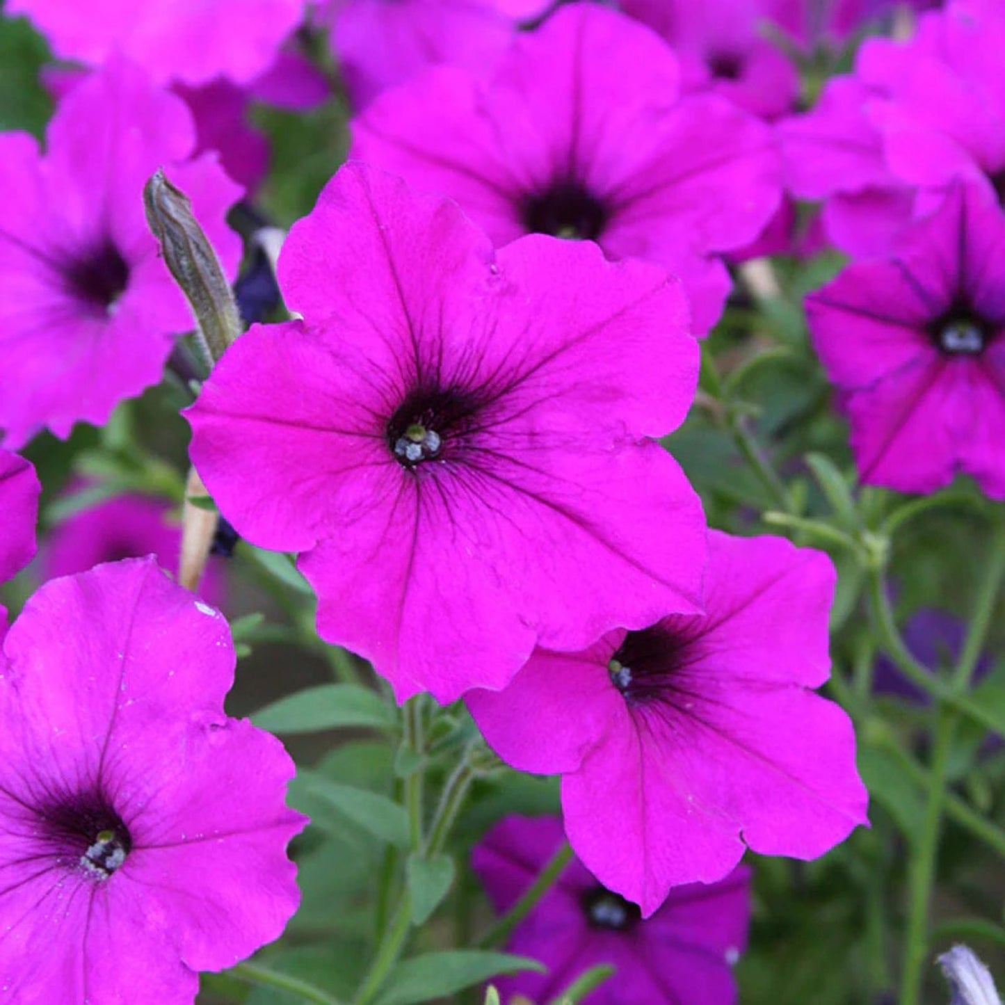 Vinca Seeds 100 Count Apricot Variety Catharanthus roseus Non-California Annual Flower Seeds