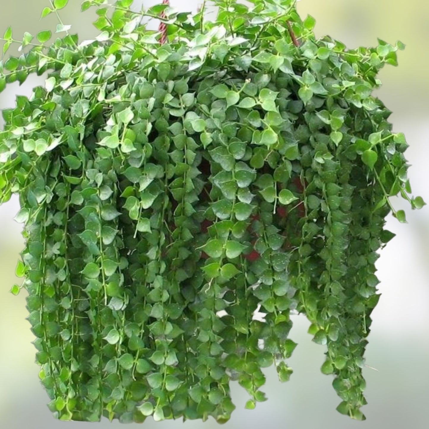 Dischidia Ruscifolia Million Hearts Plant 4" Unrooted Cutting – Unique Houseplant for Home Decor