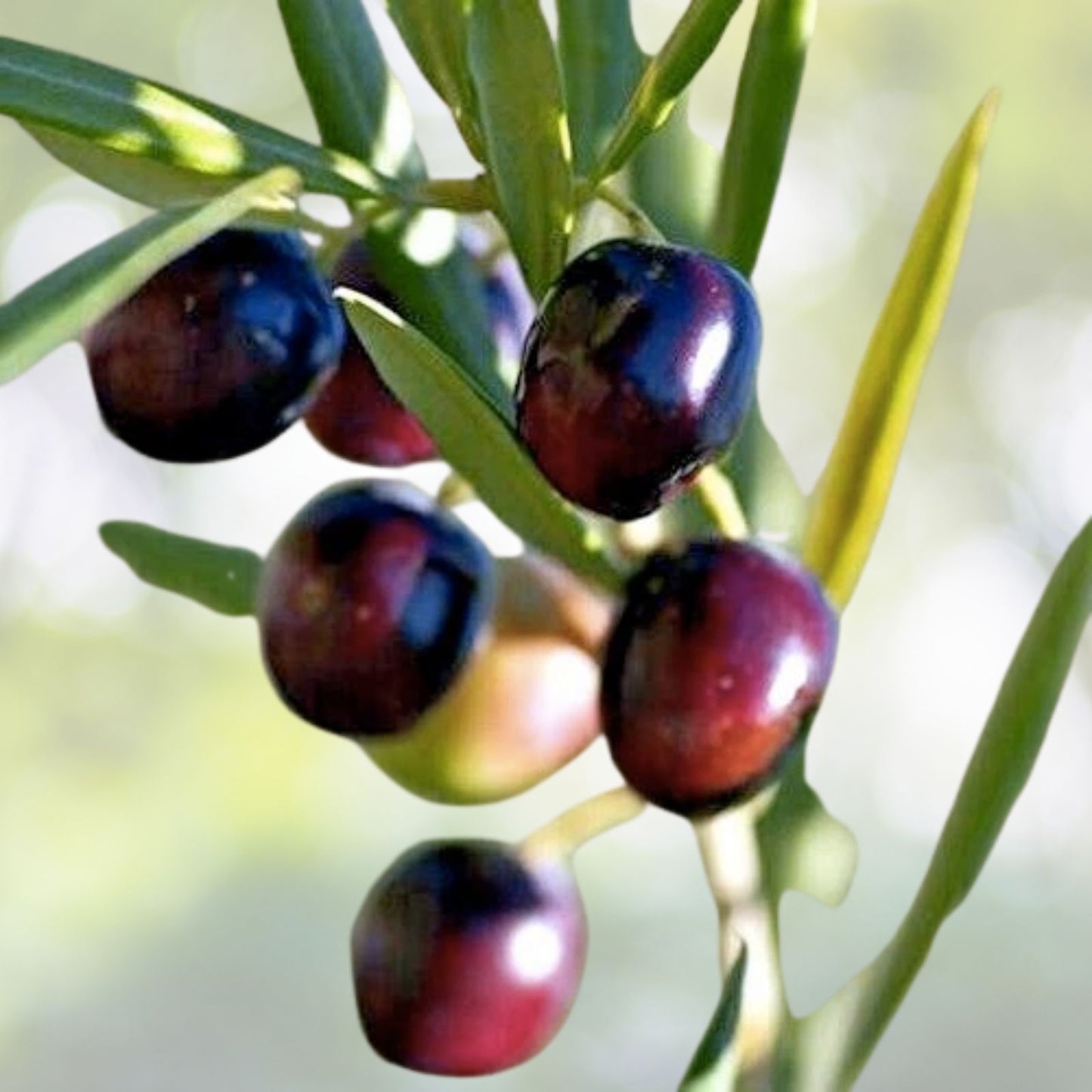 Organic Wild Olive Seeds | Fragrant High Yield Variety | 5 Seeds | Forestiera p. | Free Shipping