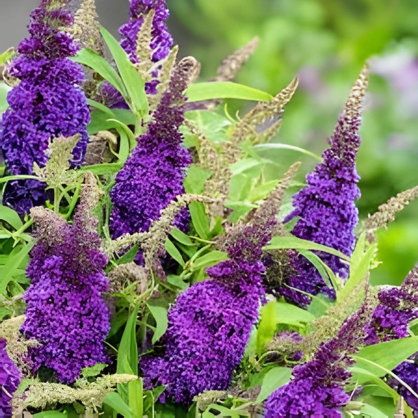 Purple Butterfly Bush Cuttings 6-inch Pack | Buddleja Davidii Live Plants for Gardens & Landscaping