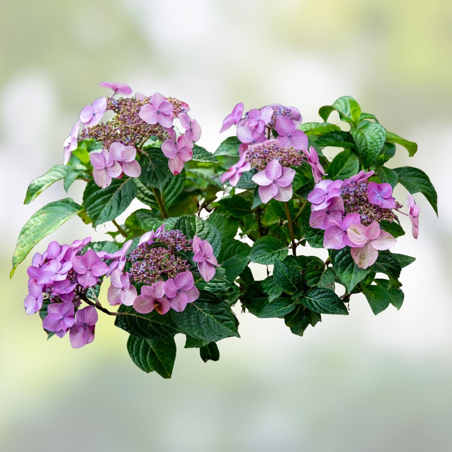 Pop Star Hydrangea 6-Pack Rooted Cuttings - Beginner Friendly Hydrangea macrophylla Garden Plants