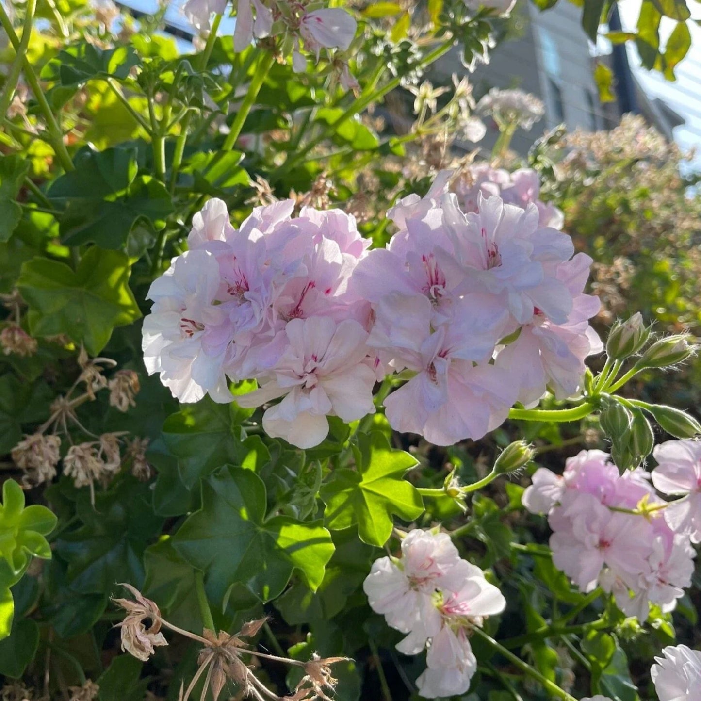 Trailing Ivy Geranium Cuttings 2x6" White Pink Pelargonium Peltatum Live Plant
