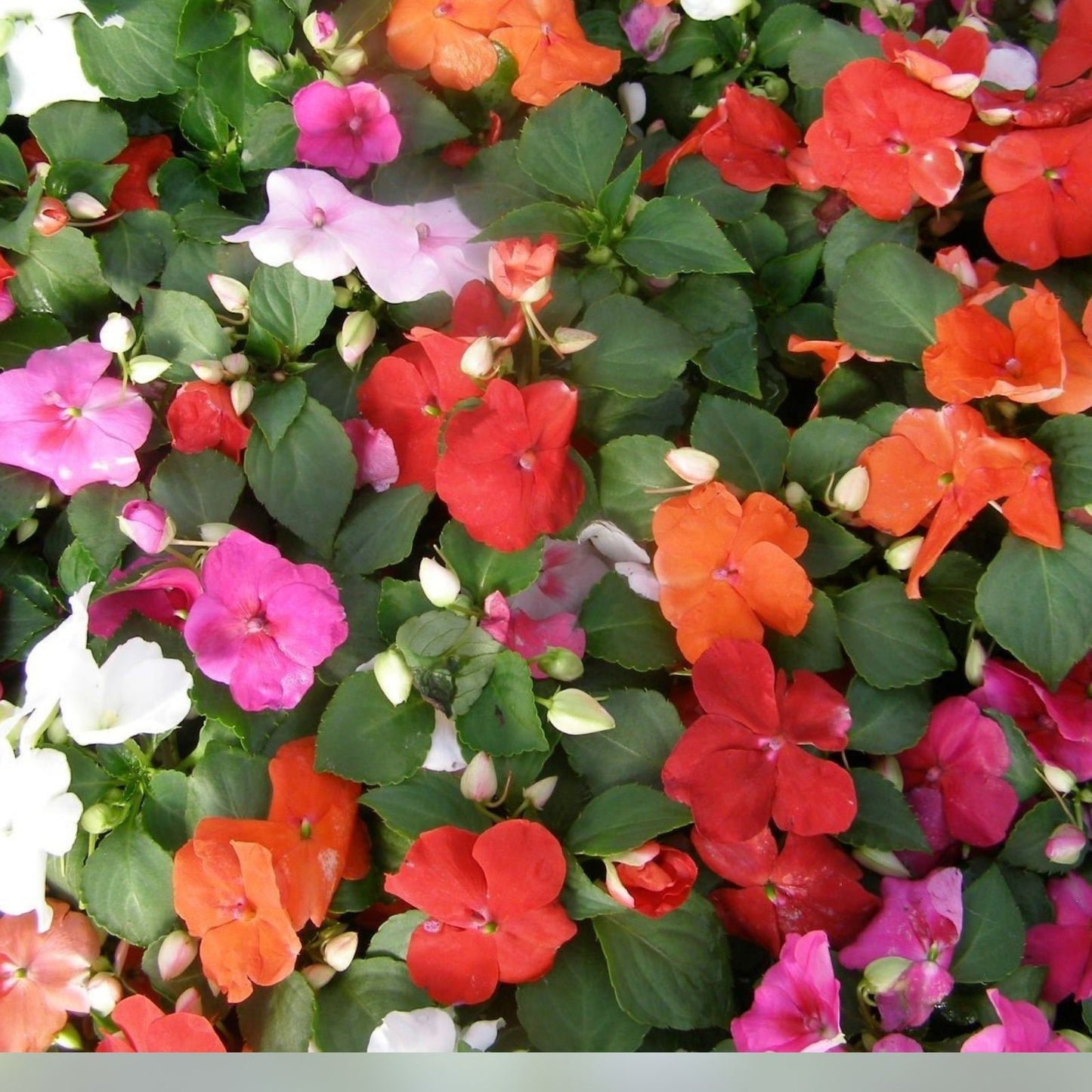 Busy Lizzy Seeds 100 Count Super Elfin XP Hot Mix Impatiens Garden Flower Seeds – Colorful Annuals for Containers and Beds