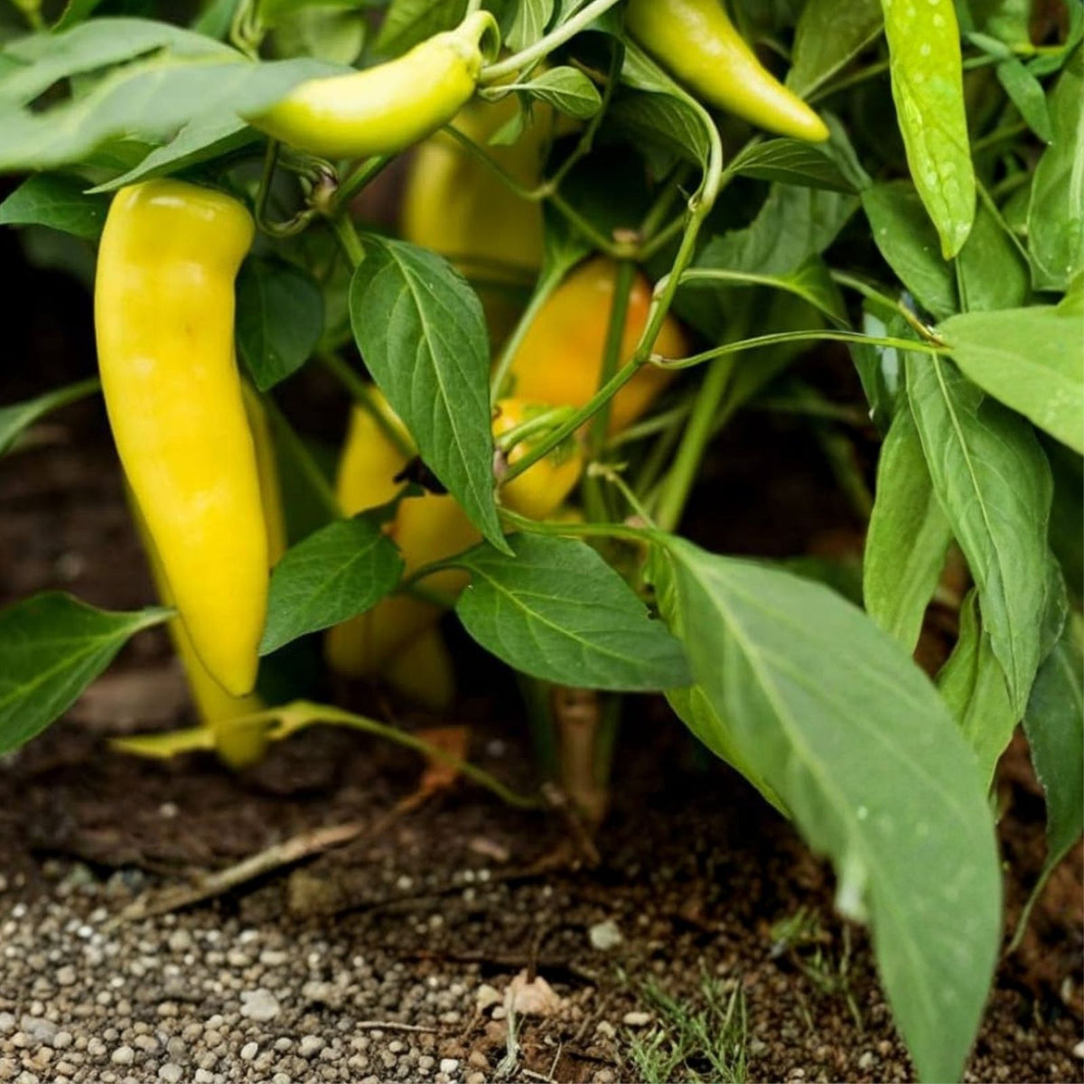 Sweet Hungarian Yellow Wax Pepper Seeds - 500 Non-GMO Heirloom Capsicum annuum for Garden, Cooking, and Fresh Eating