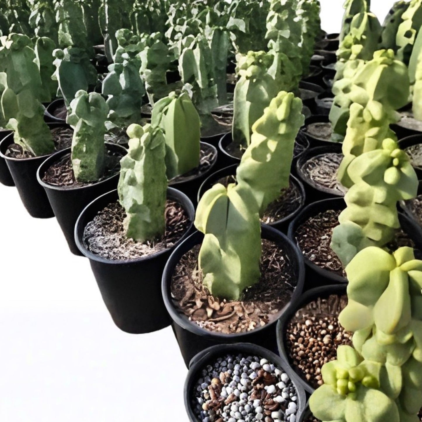 Totem Pole Obesa Cactus Cuttings 9,5-12 inches | Unique Succulent Plant | Easy Care Indoor Plant | Astrophytum Obesa