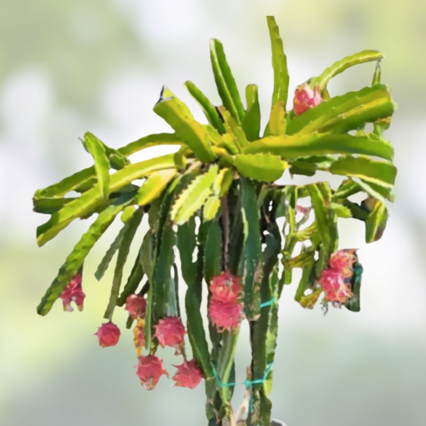 Variegated Dragon Fruit Plant - Hylocereus undatus - Tropical Succulent - Unique Garden Addition