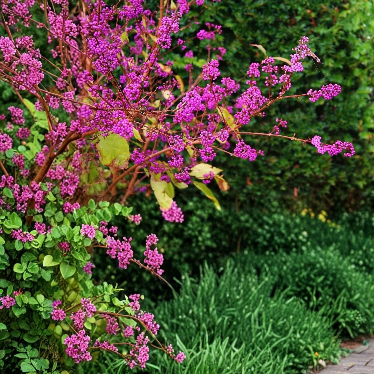 Beauty Berry Bush Live Plant Cuttings – 4 Unrooted Propagation Cuttings, Callicarpa americana, Ornamental Shrubs
