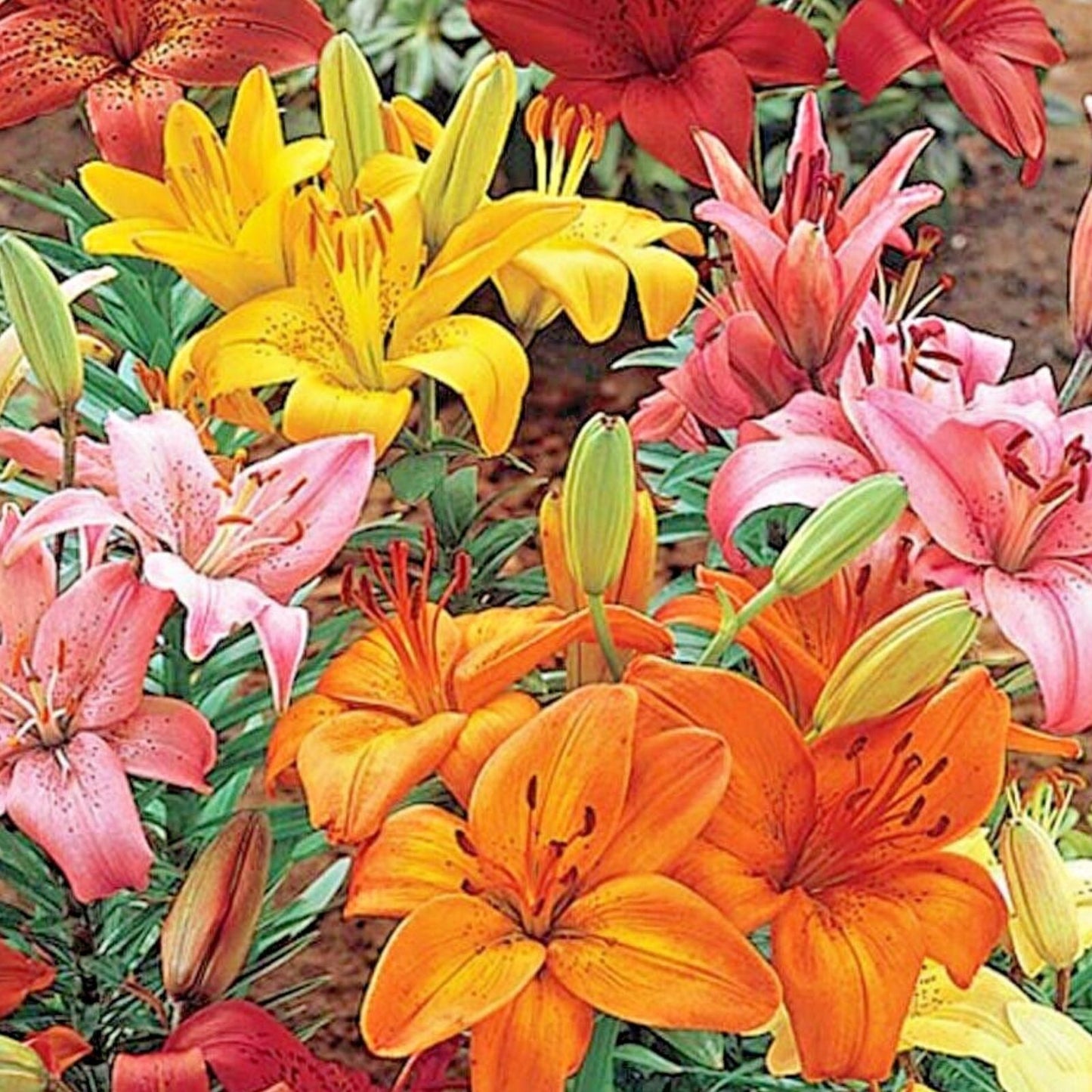 Asiatic Lily Bulbs Mix 14-18cm, Orange Pink Red Yellow, Lilium Hybrid Flowering Bulbs for Garden Planting