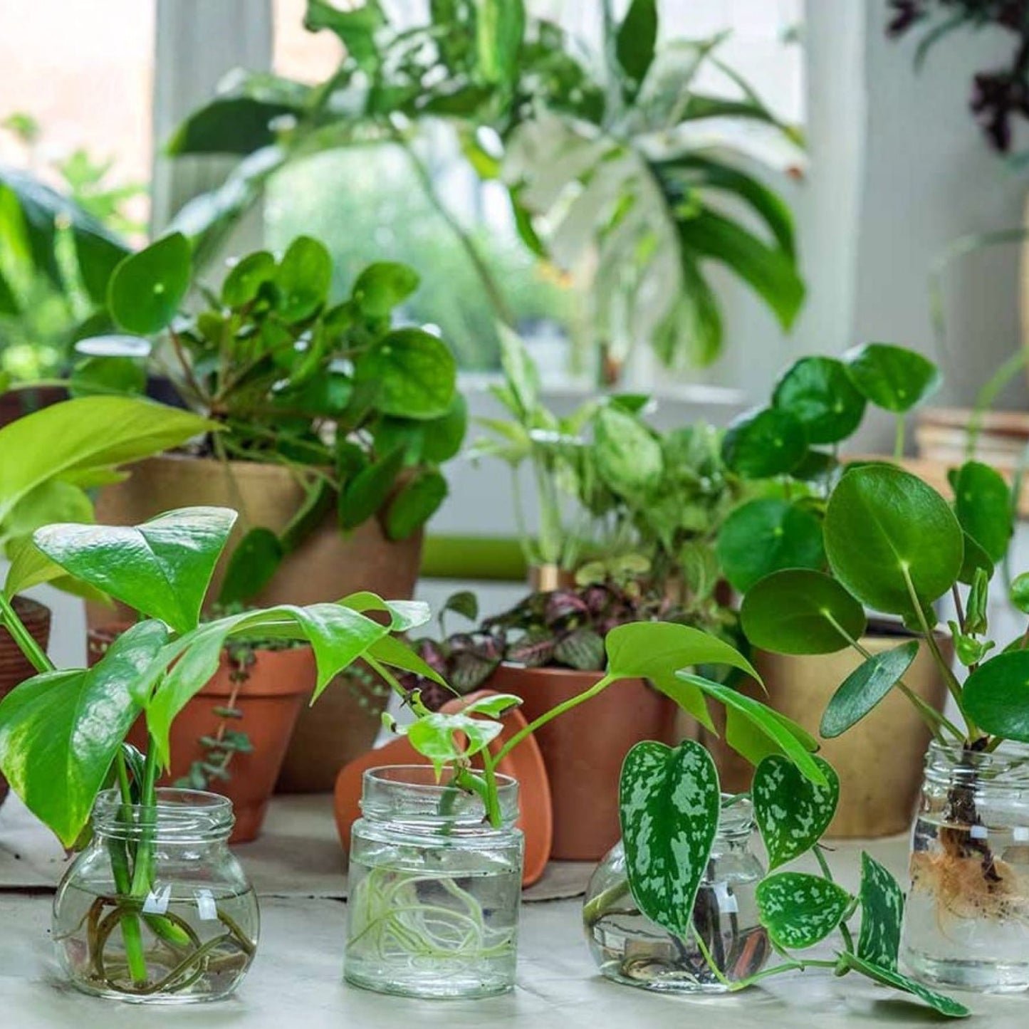 Fresh Green Plant Cuttings for Propagation - Gardening Leave Cuttings - Plant Connection