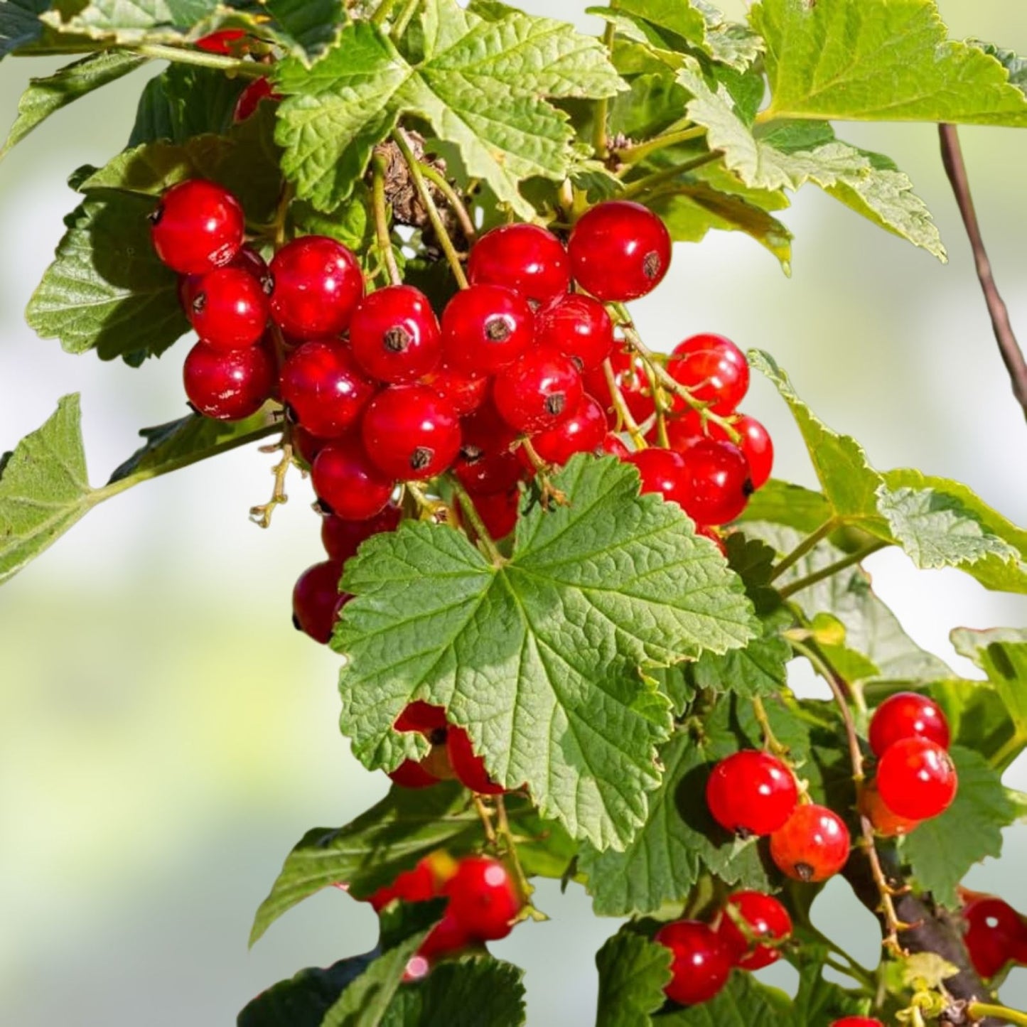 Red Currant Live Starter Plant - 12 Inches - Ribes rubrum Fruiting Shrub for Garden and Landscape