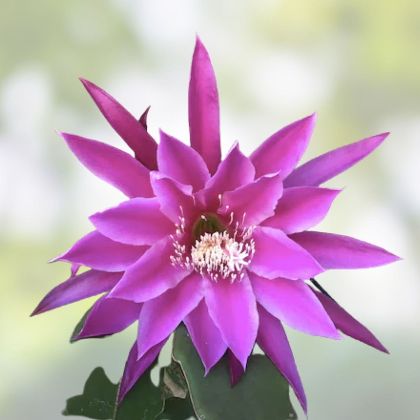Epiphyllum 'Beijing' Rooted Cutting - Rare Orchid Cactus Plant - Unique Indoor Succulent for Home Decor