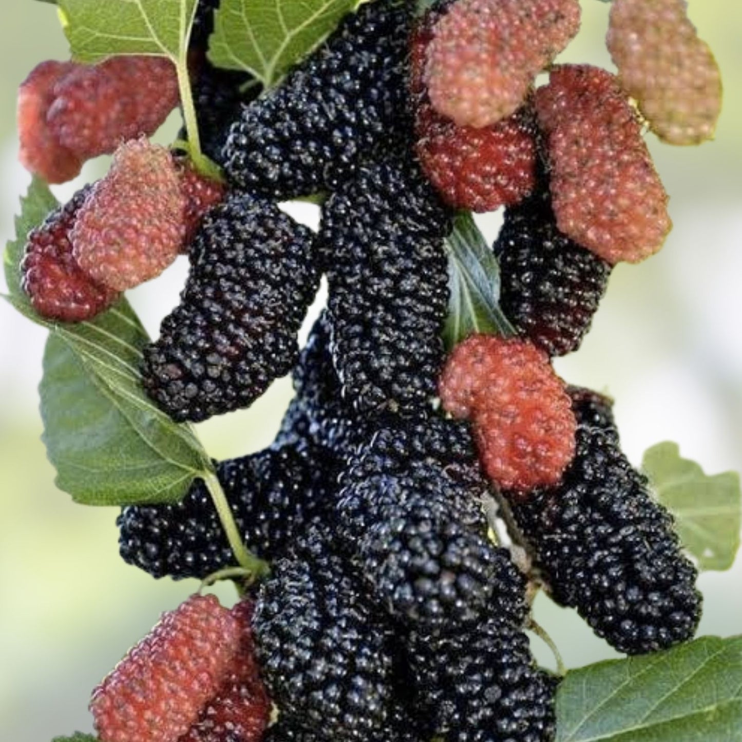 Organic Black Mulberry Cuttings 7 + 3 Bundle, Morus nigra, 100% Organic Plant Propagation