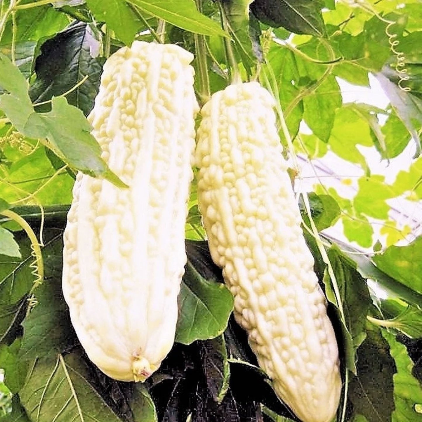 10 White Bitter Gourd Seeds - Exotic Bitter Melon for Planting, Momordica charantia, Edible Vegetable Seed Pack
